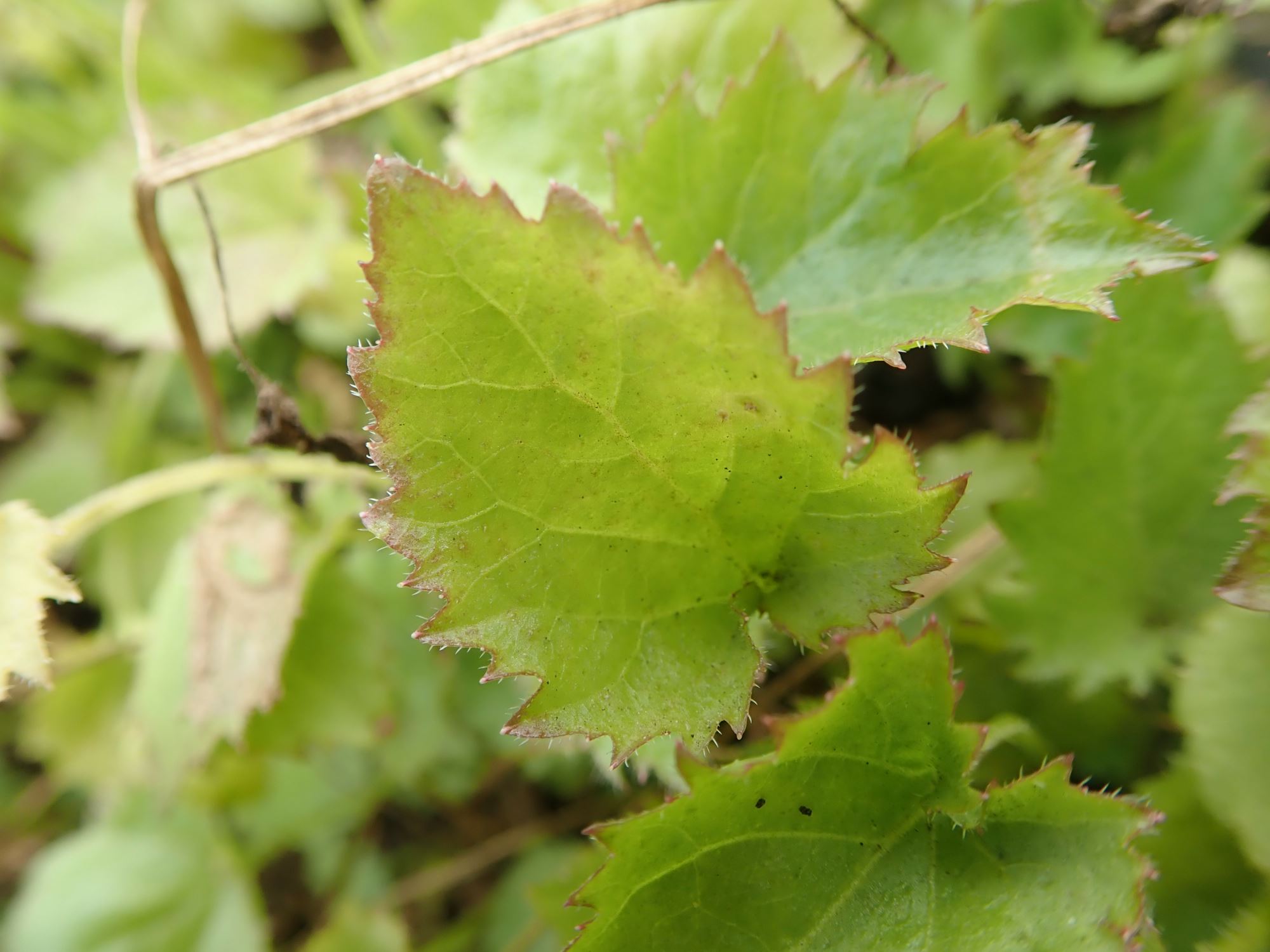 Image of Campanula poscharskyana