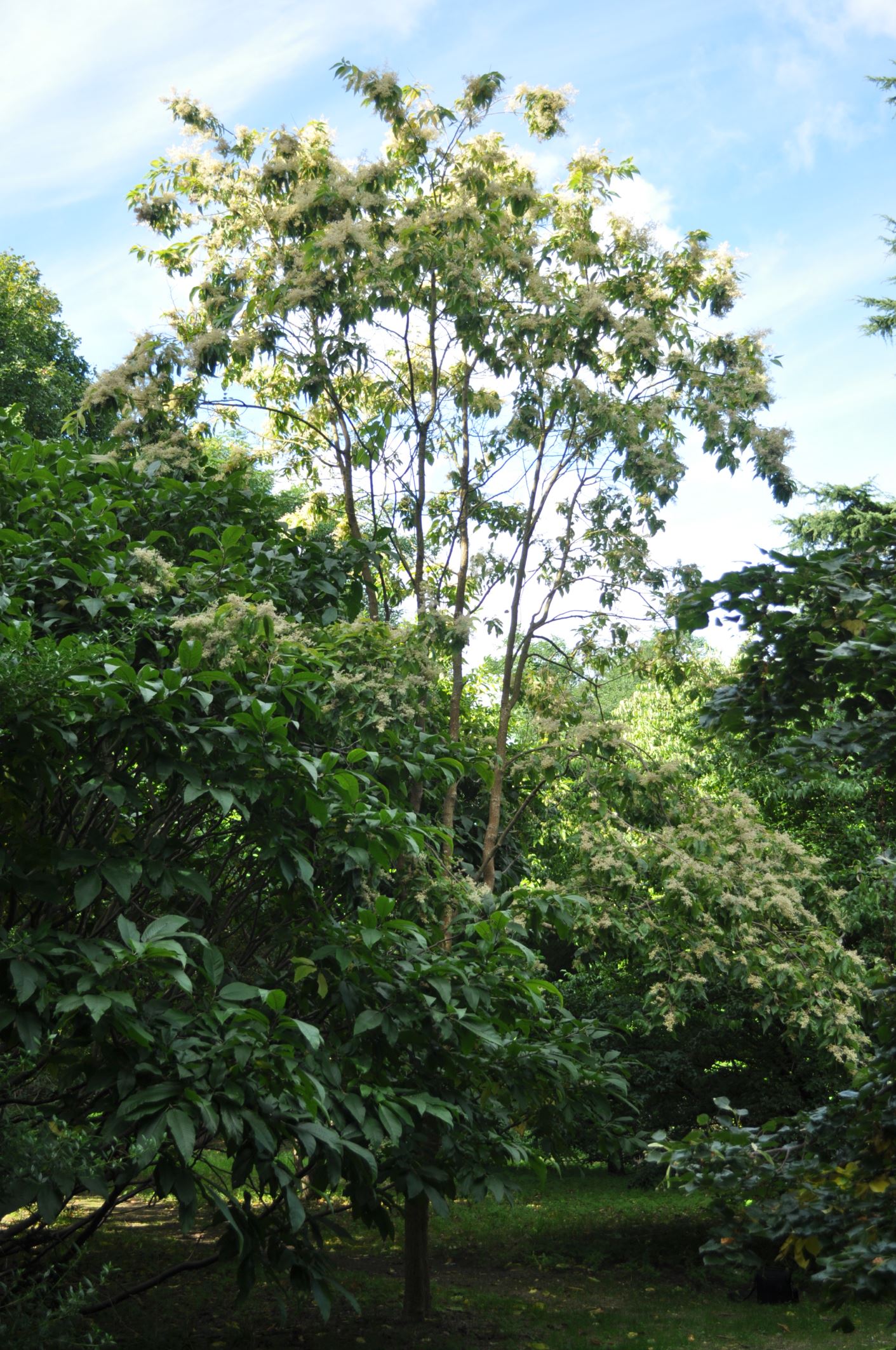 Image of Poliothyrsis sinensis
