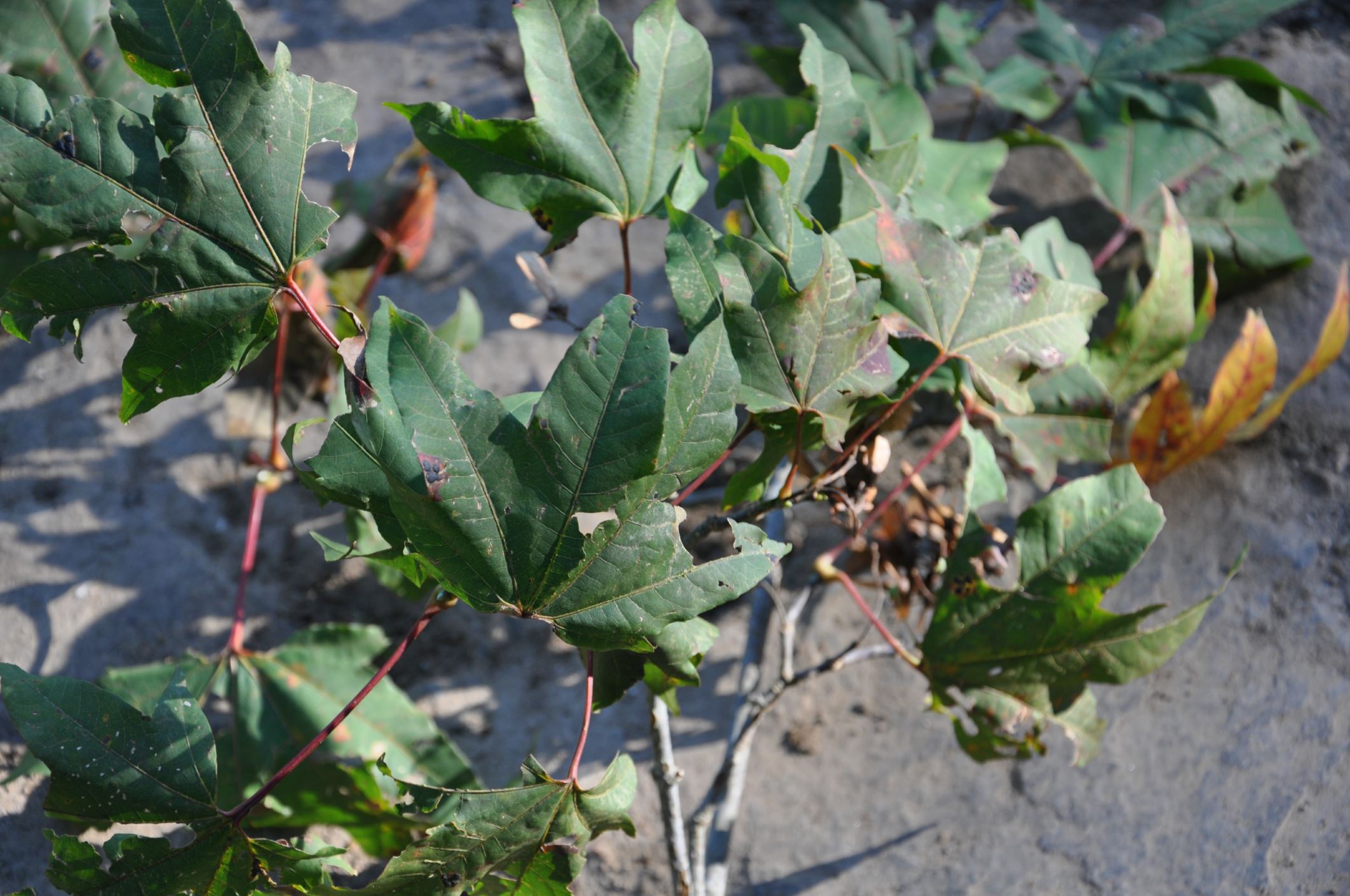 Image of Acer campbellii subsp. flabellatum