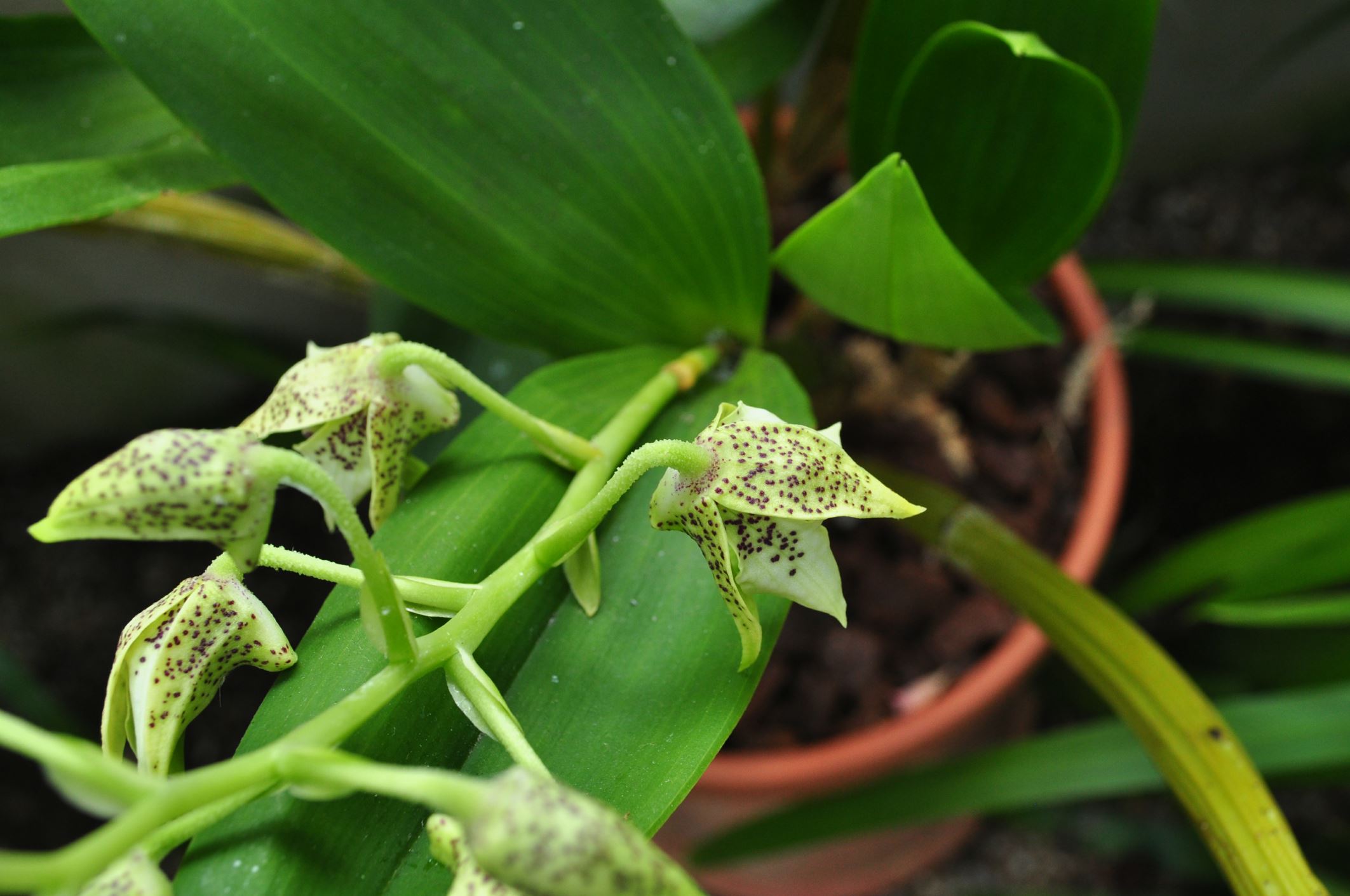 Image of Dendrobium macrophyllum Ã— D. atroviolaceum