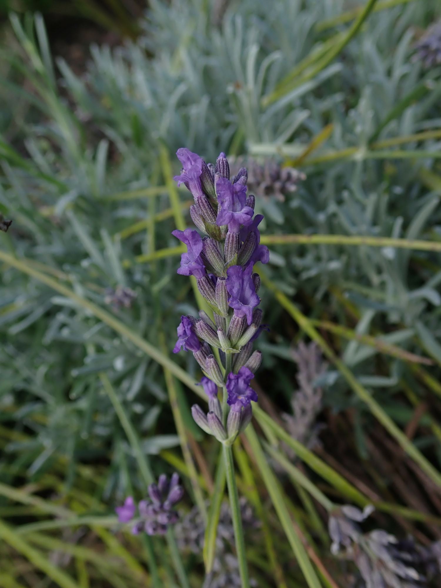 Image of Lavandula angustifolia subsp. angustifolia 'Imperial Gem'
