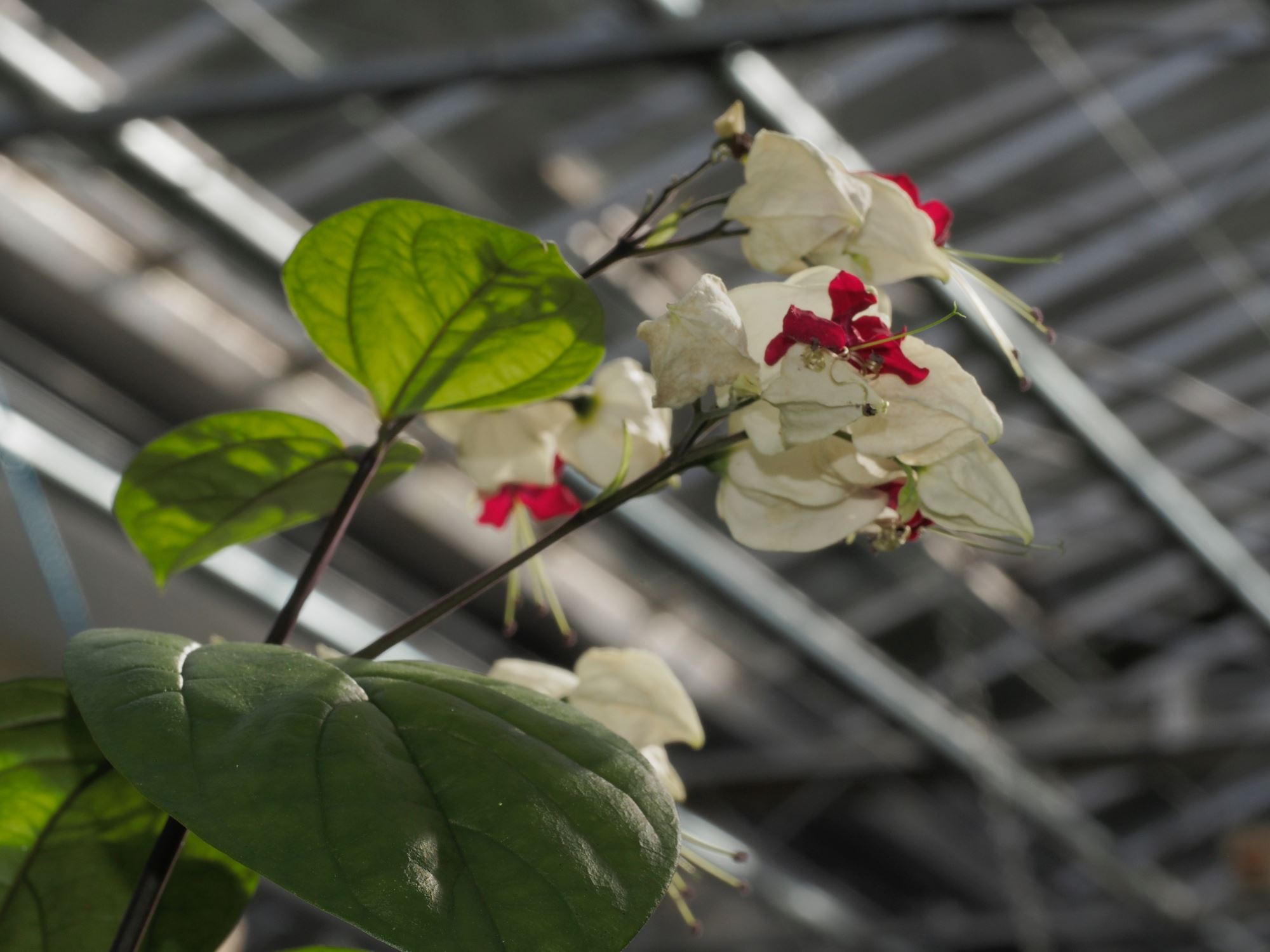 Image of Clerodendrum thomsoniae