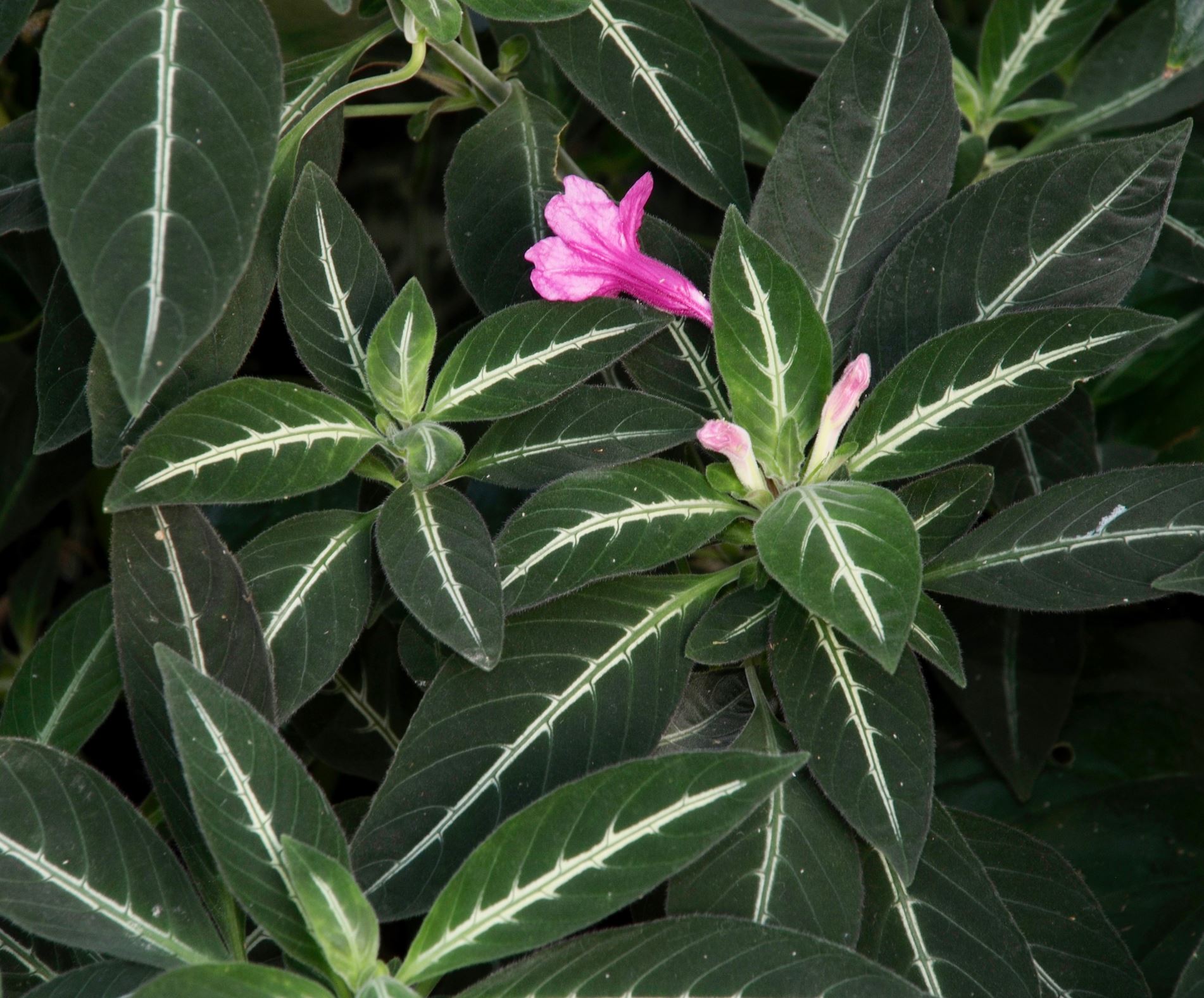 Image of Ruellia portellae