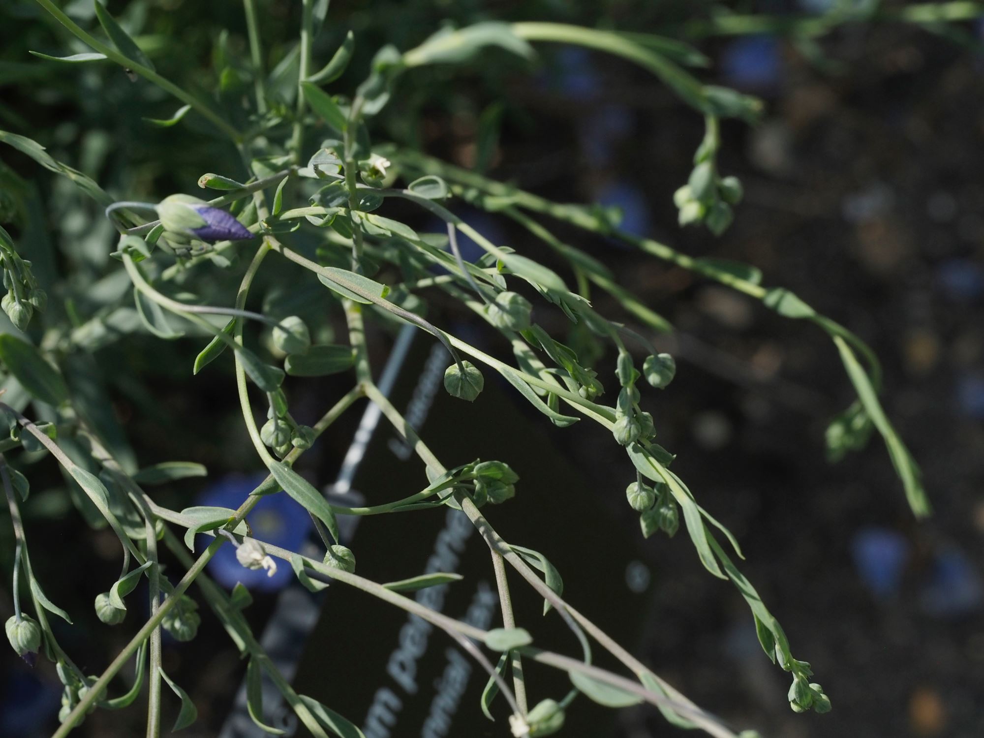 Image of Linum perenne