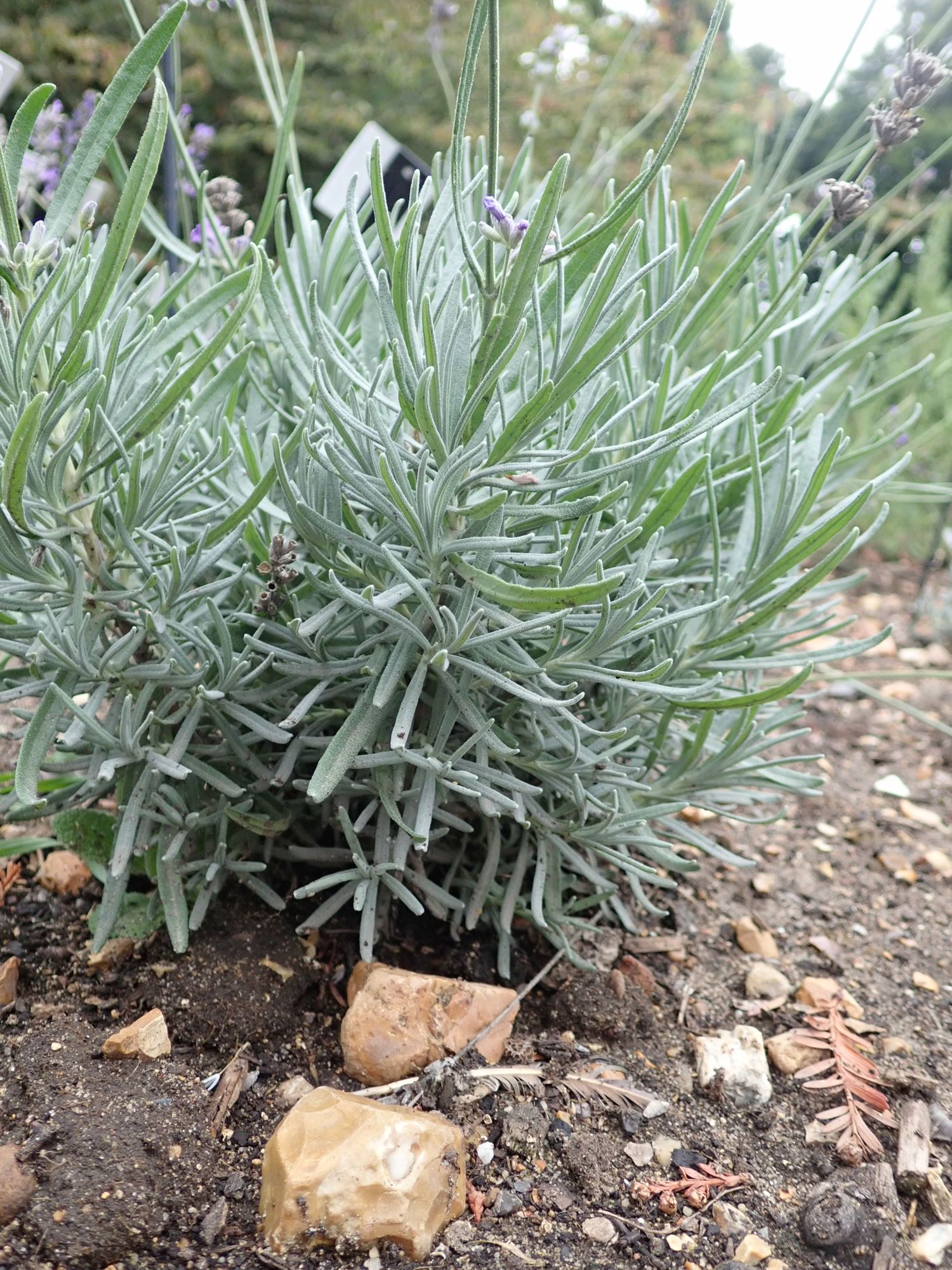 Image of Lavandula angustifolia subsp. angustifolia 'Little Lady'