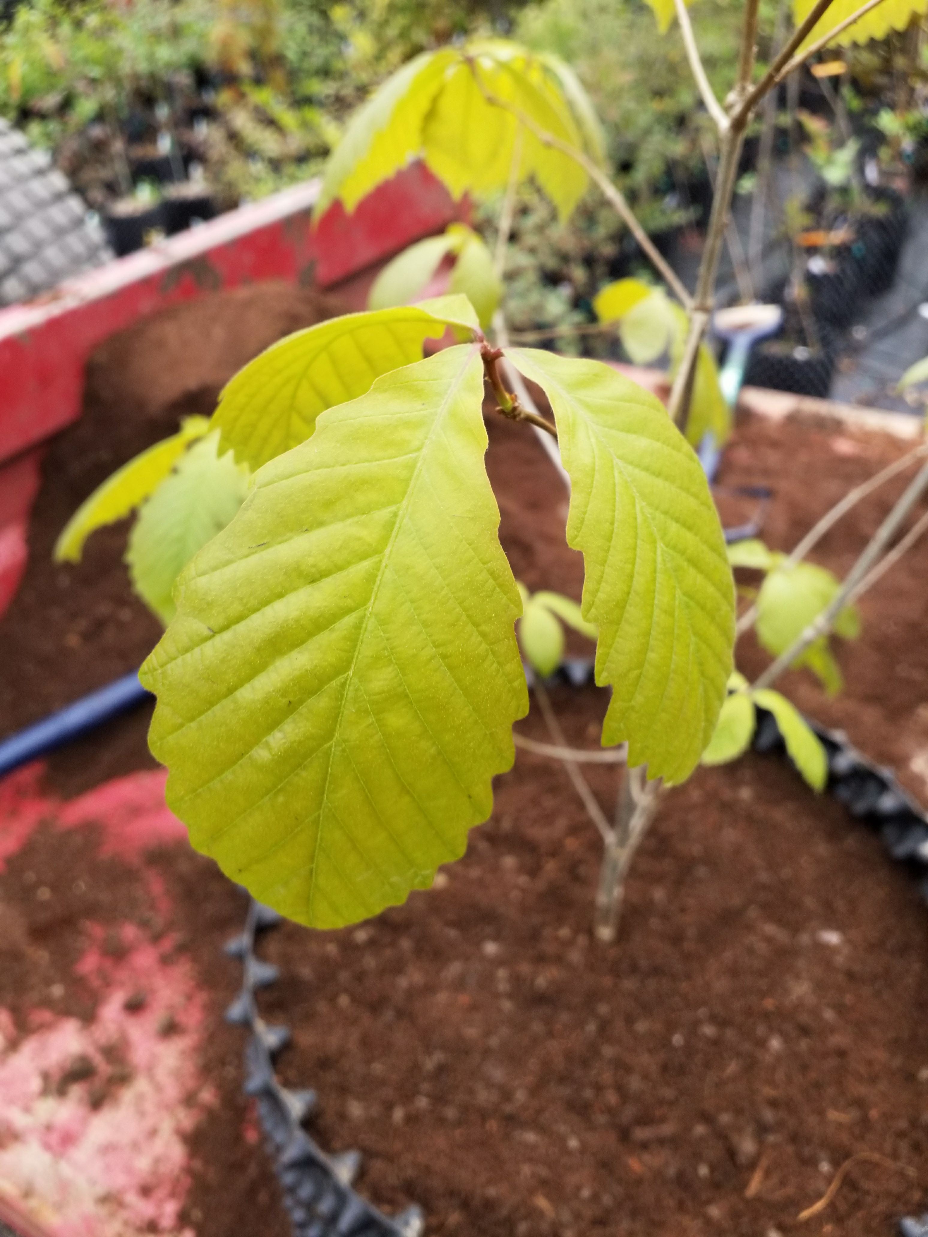 Image of Quercus montana