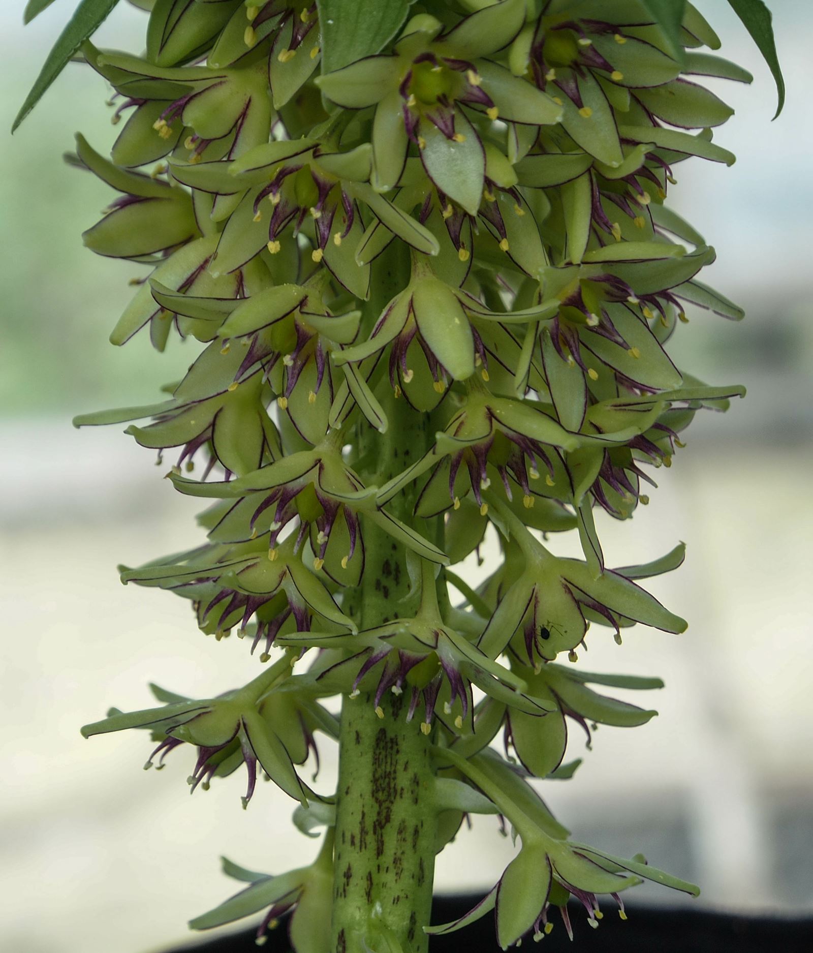 Image of Eucomis bicolor