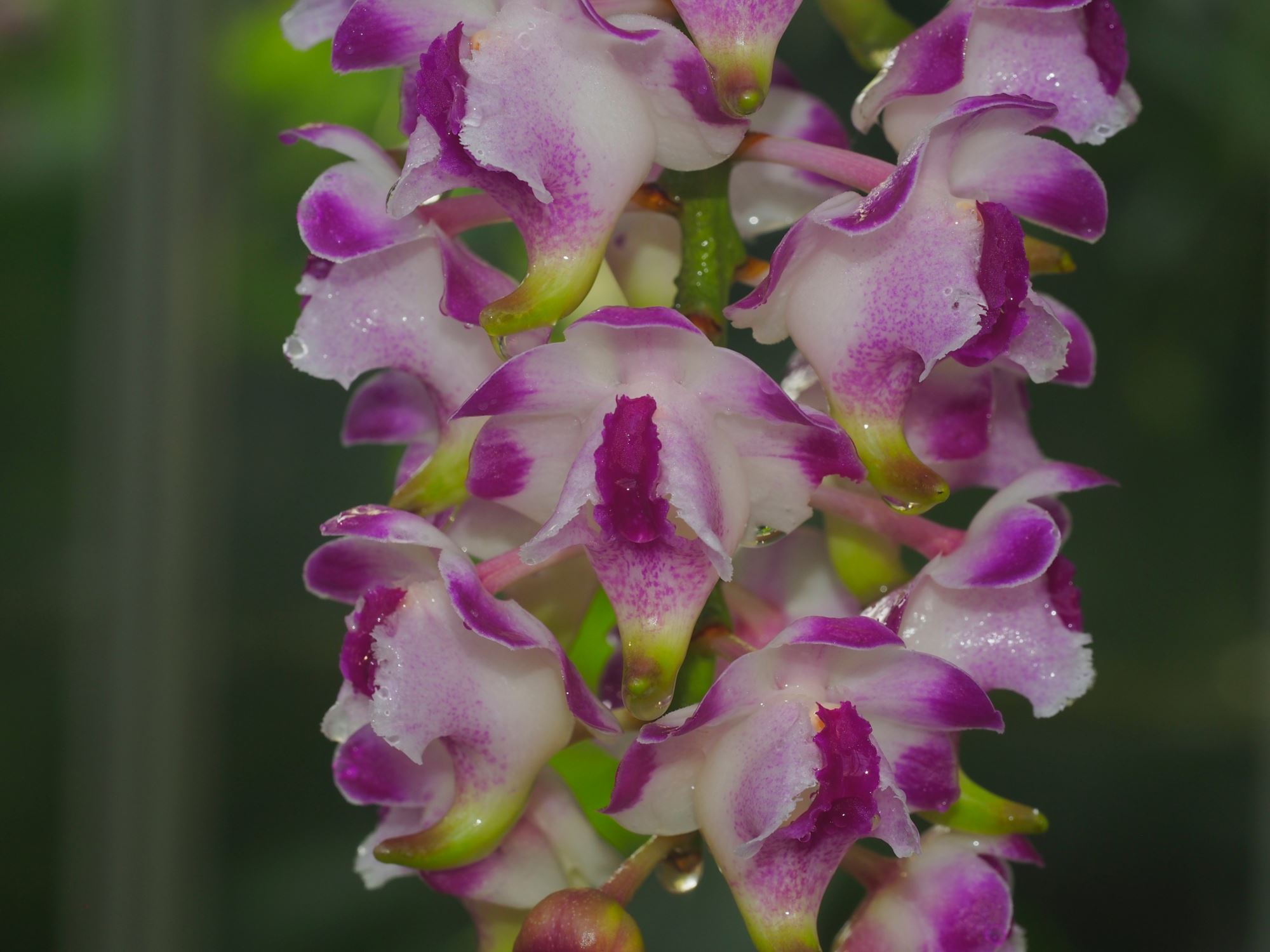 Image of Aerides lawrenceae