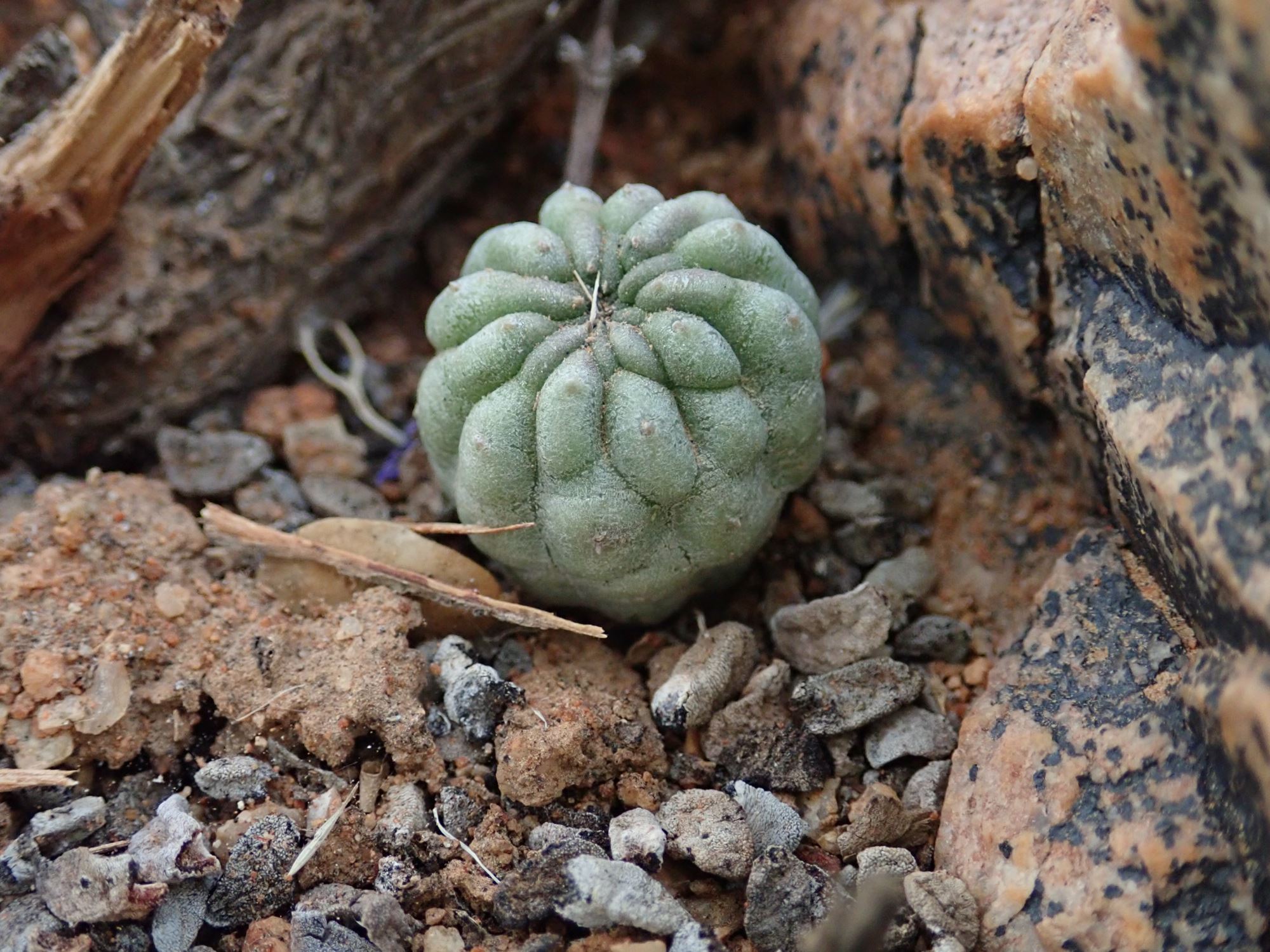 Image of Larryleachia sp.