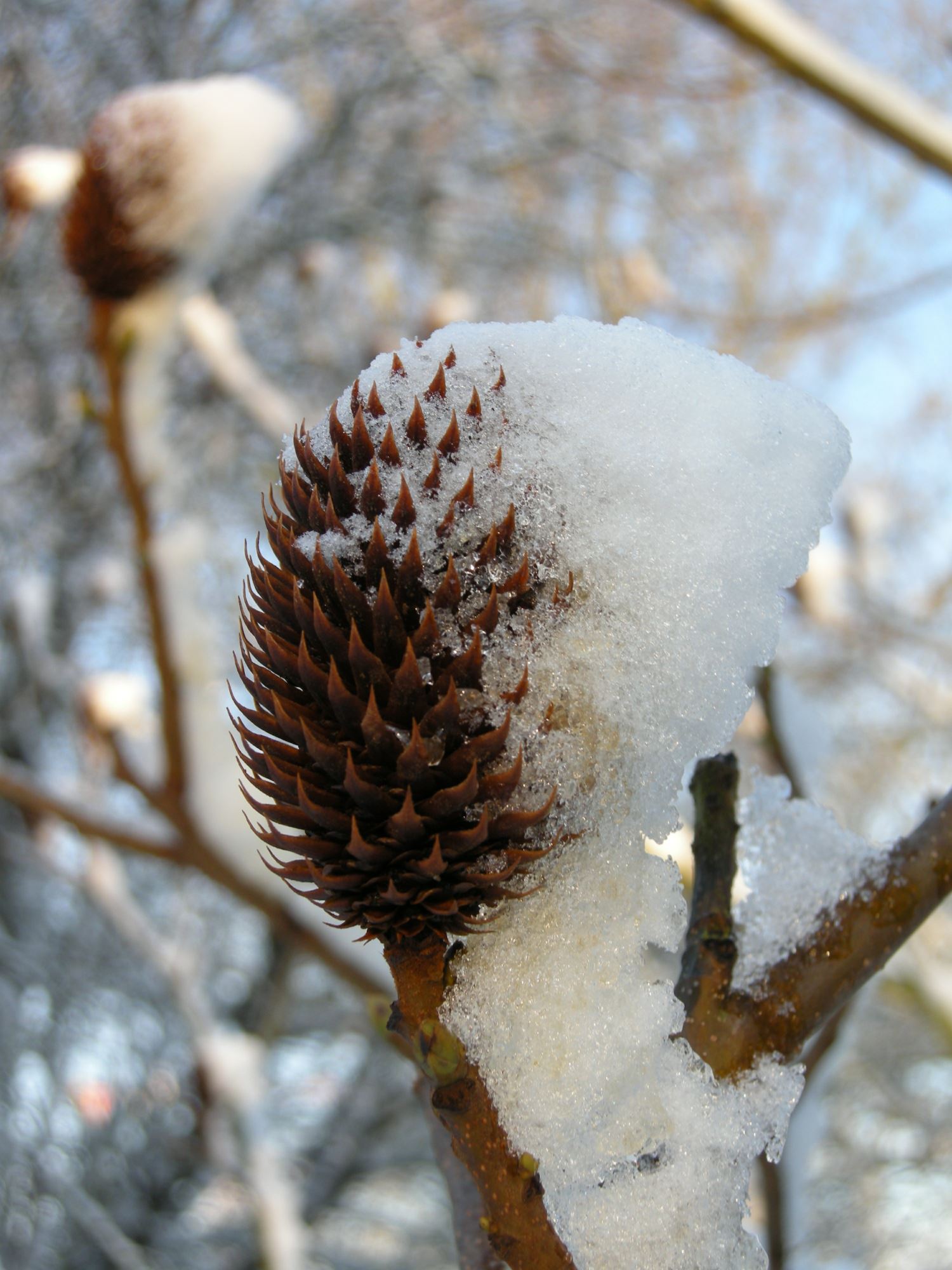 Image of Platycarya strobilacea