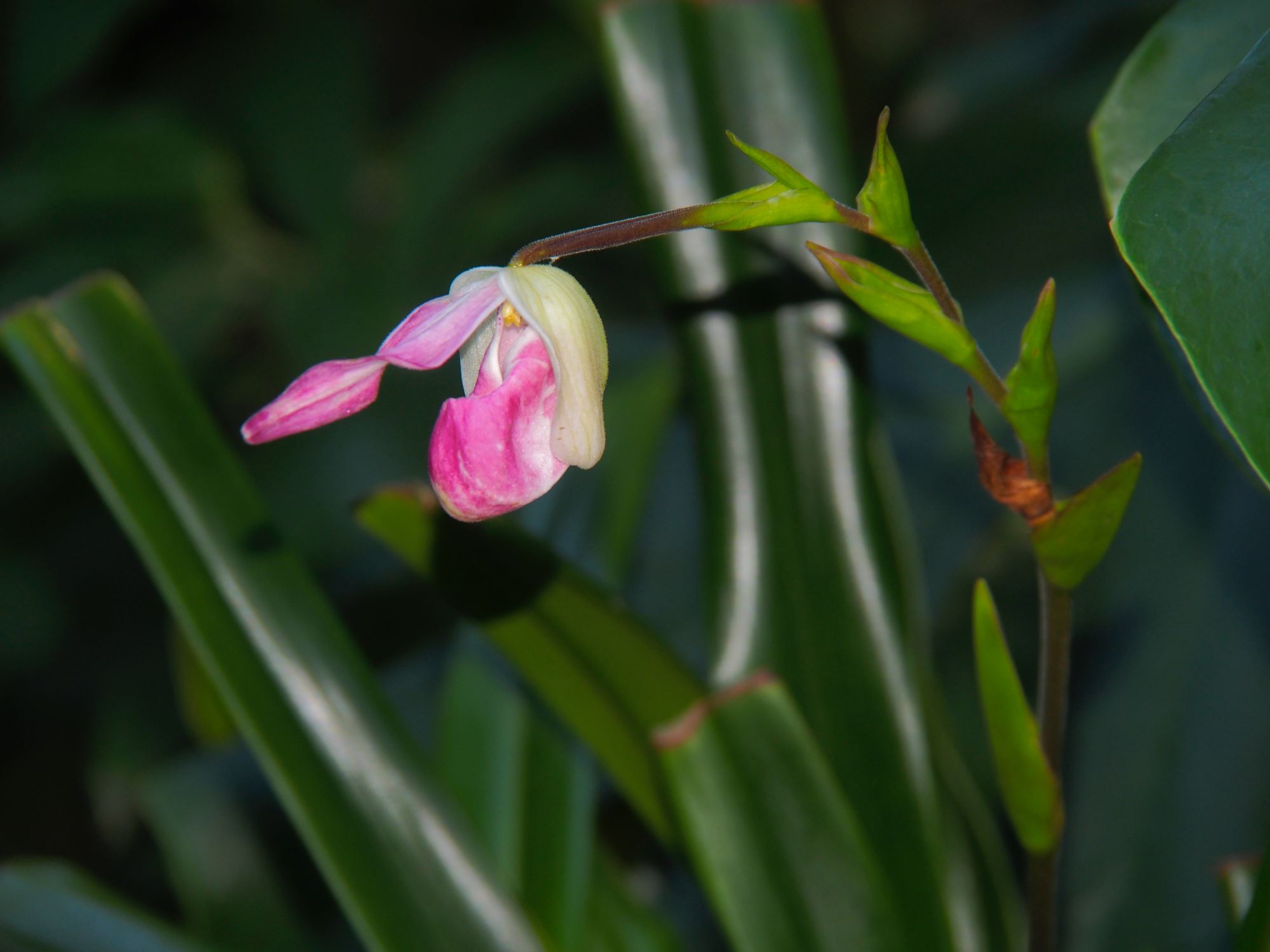 Image of Phragmipedium Ã— sedenii 'Lyoth Sprate'