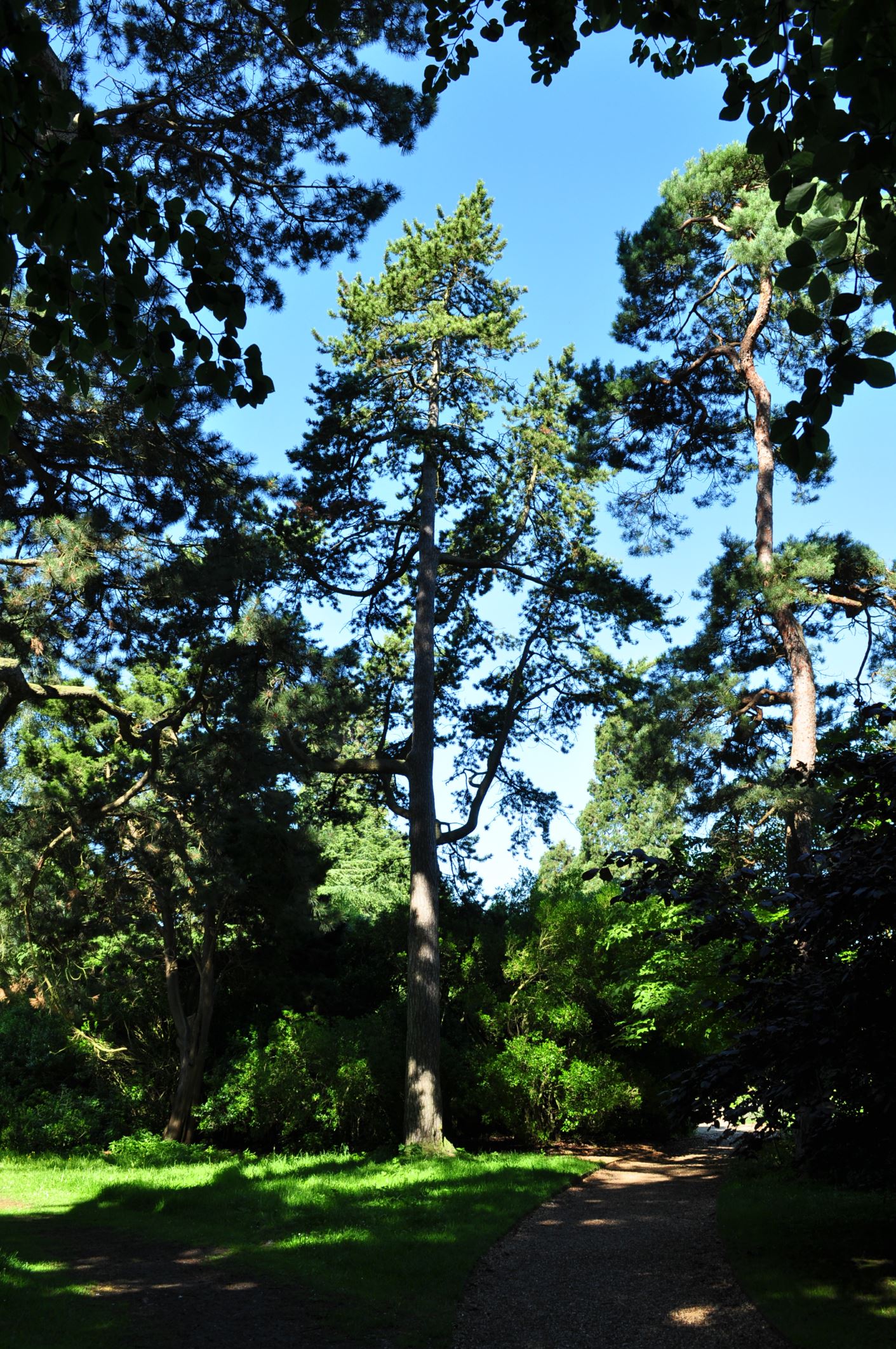 Image of Pinus uncinata