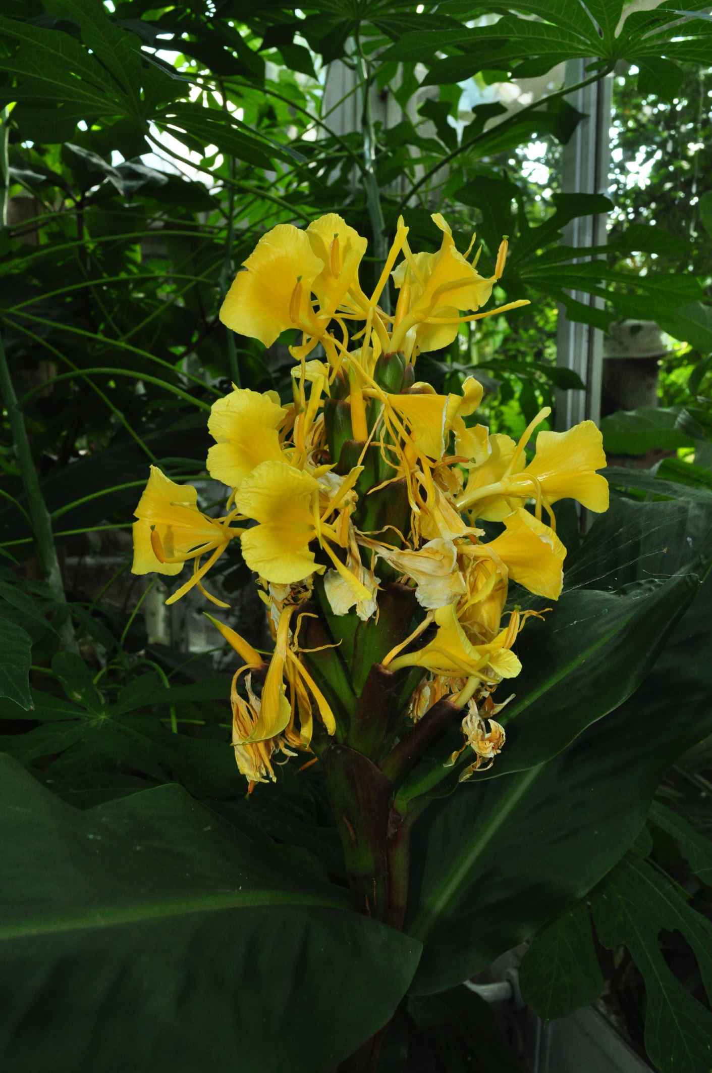 Image of Hedychium wardii
