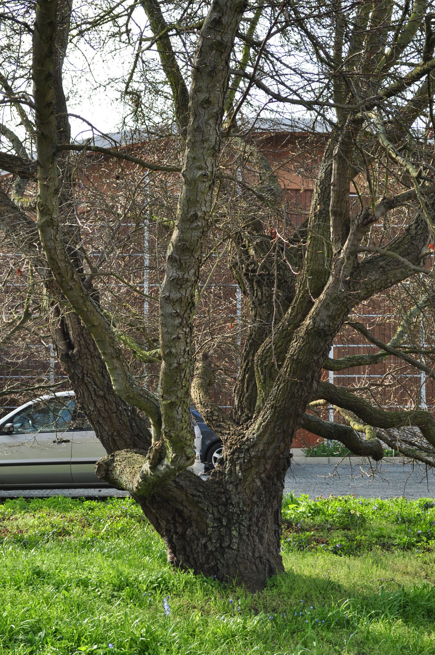 Image of Liquidambar orientalis