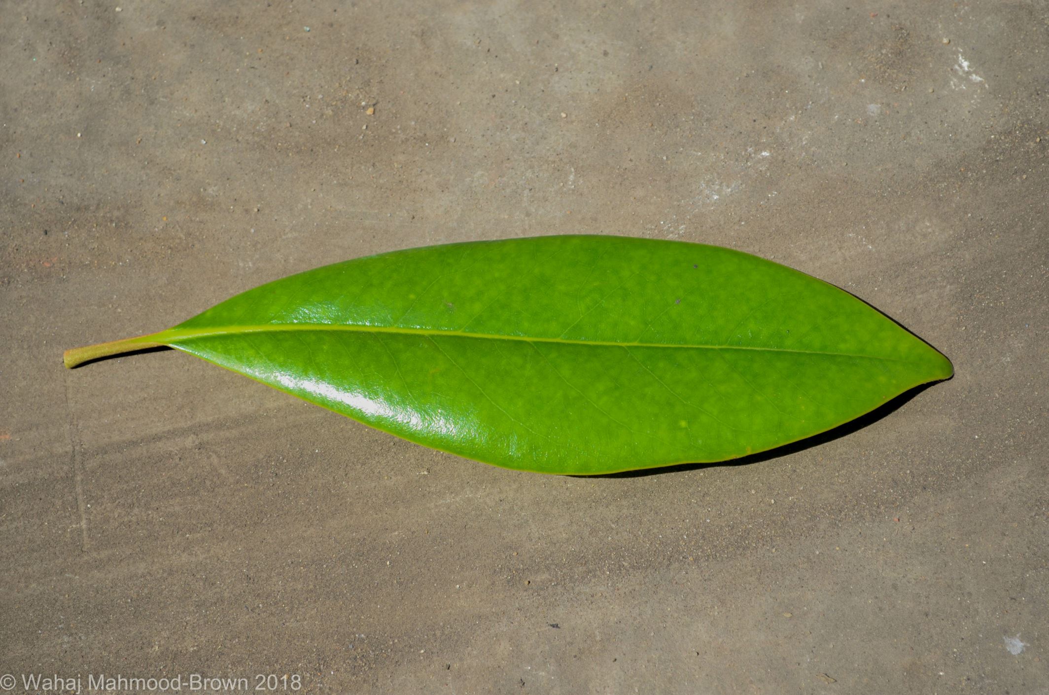 Image of Magnolia grandiflora
