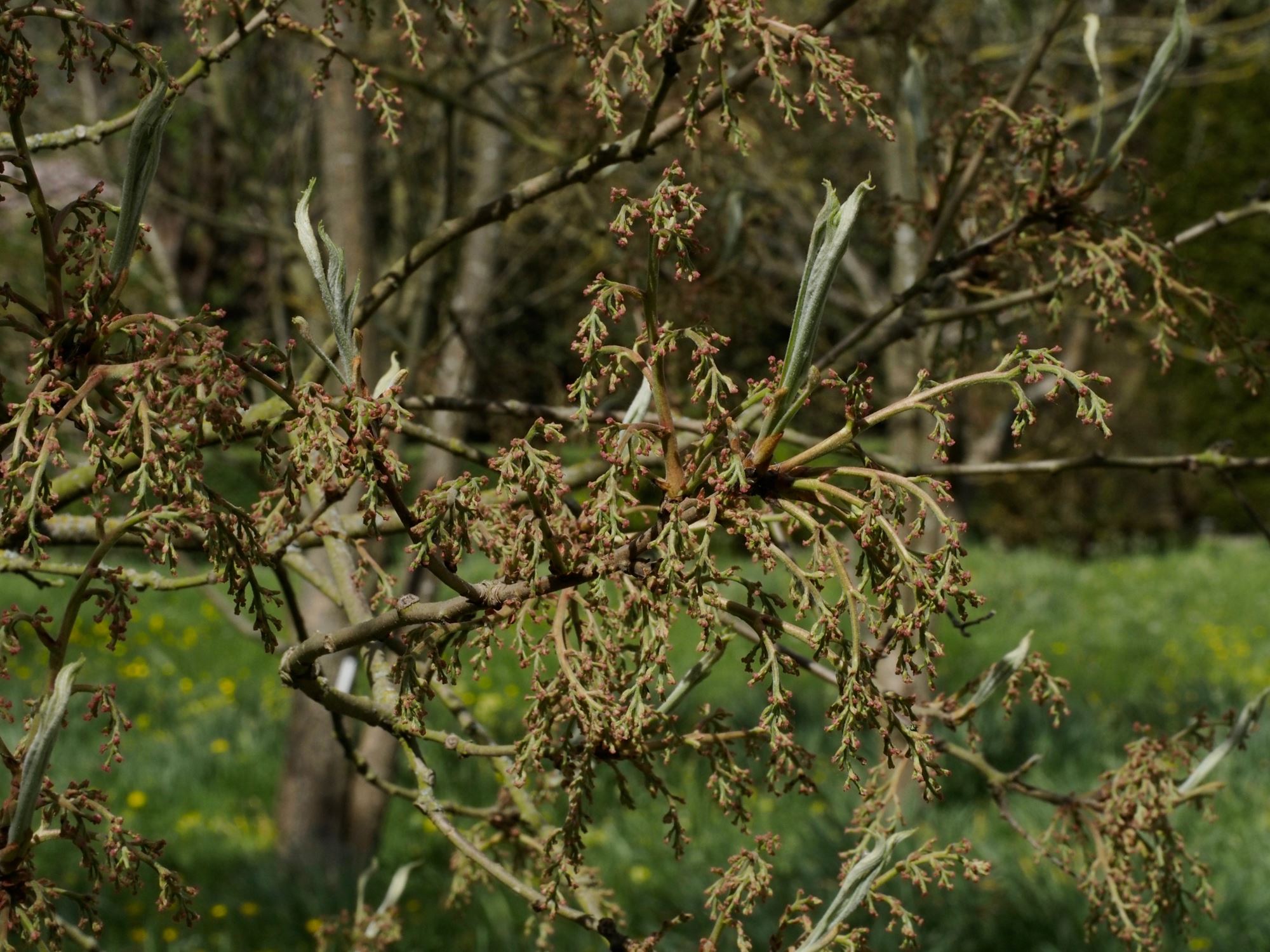 Image of Pistacia chinensis