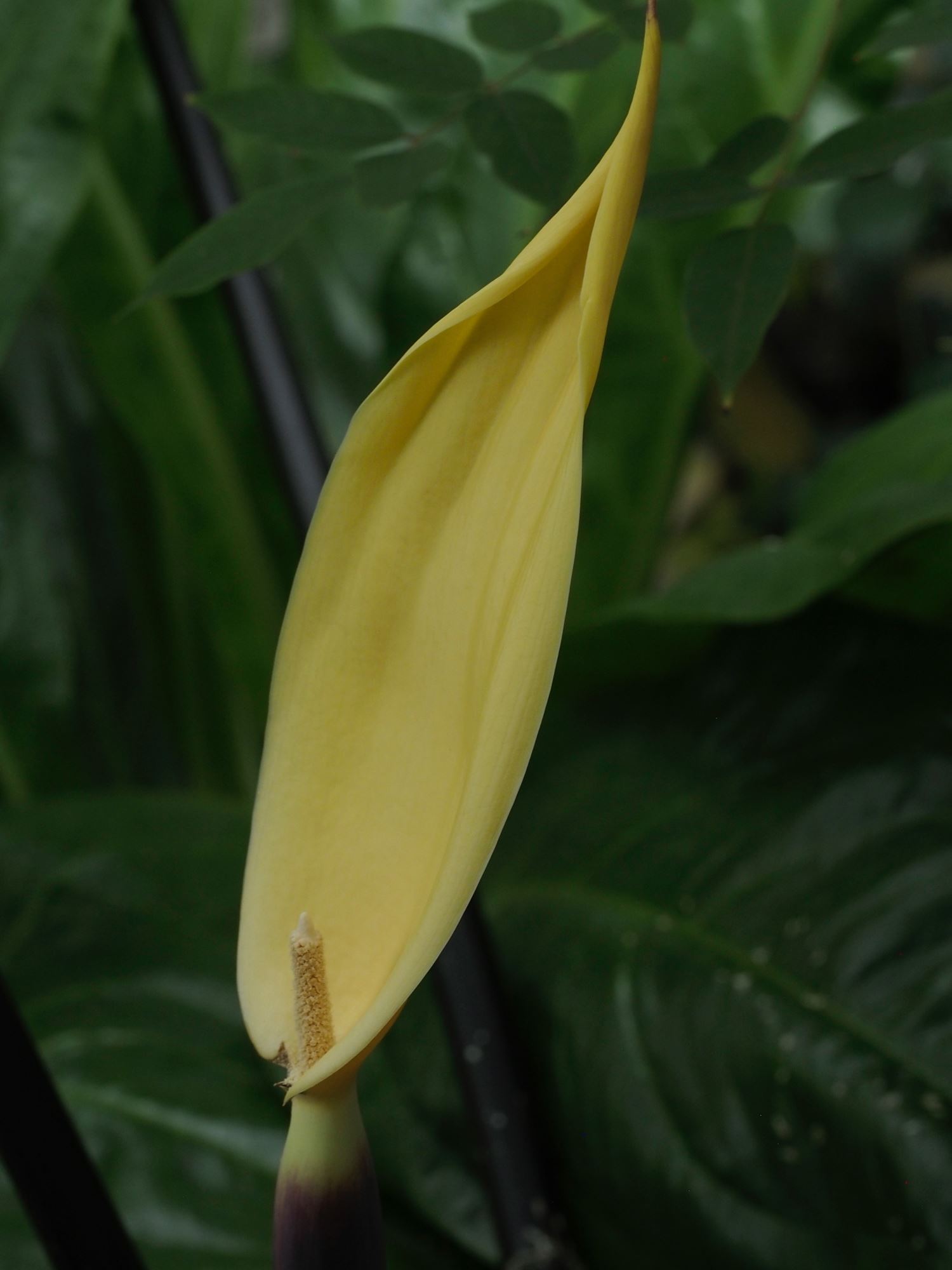 Image of Colocasia fontanesii