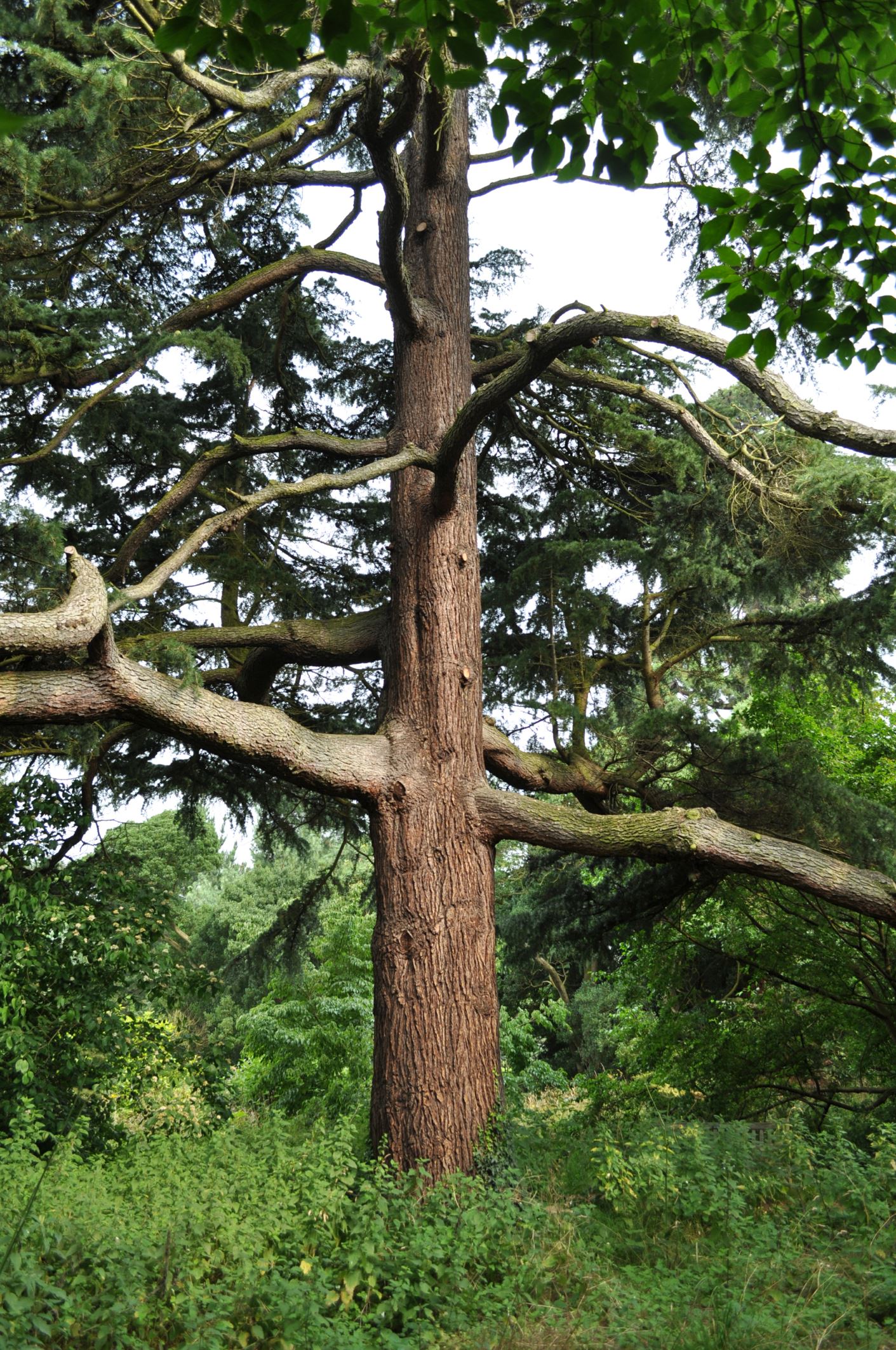Image of Cedrus deodara