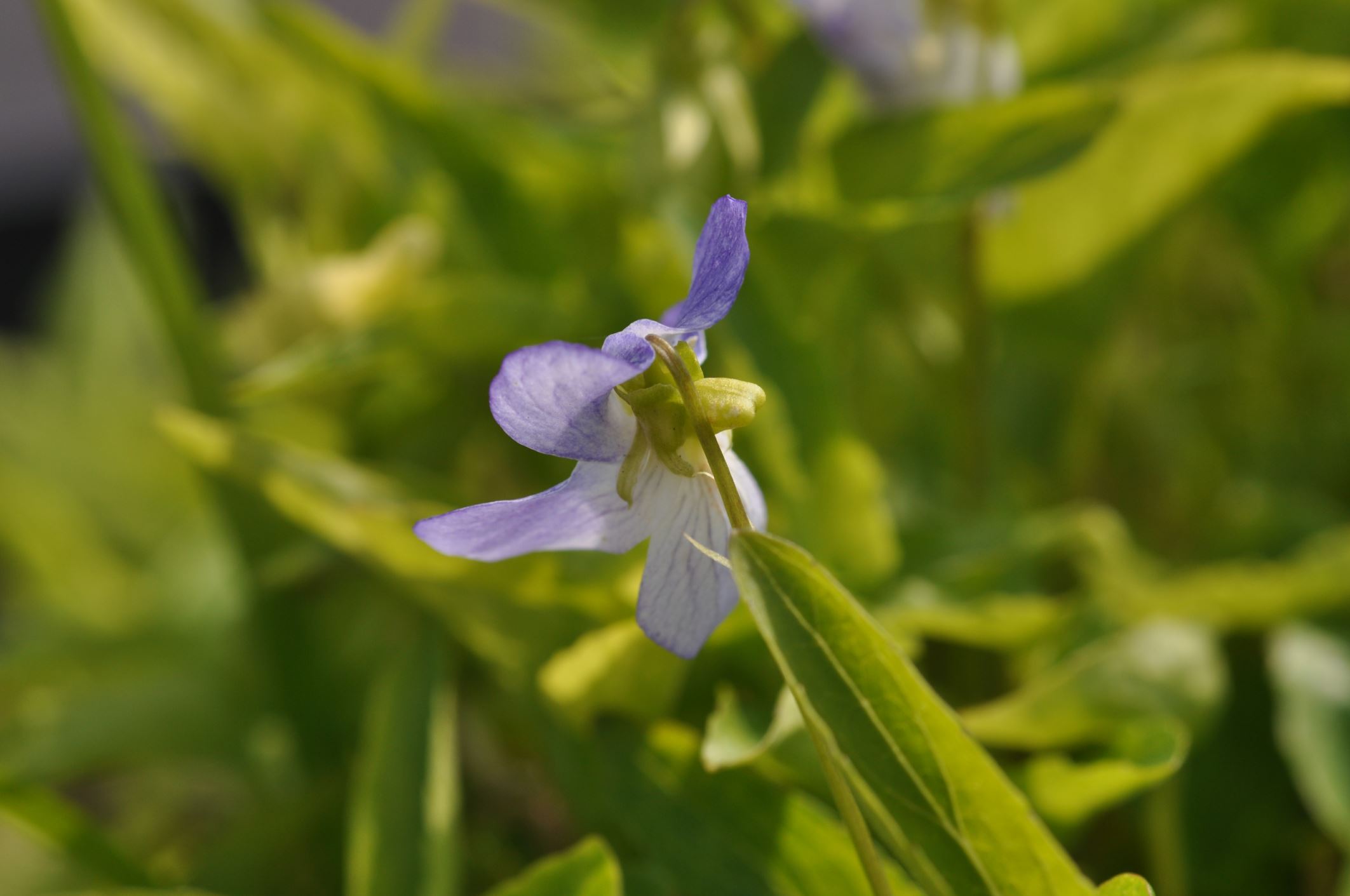 Image of Viola elatior