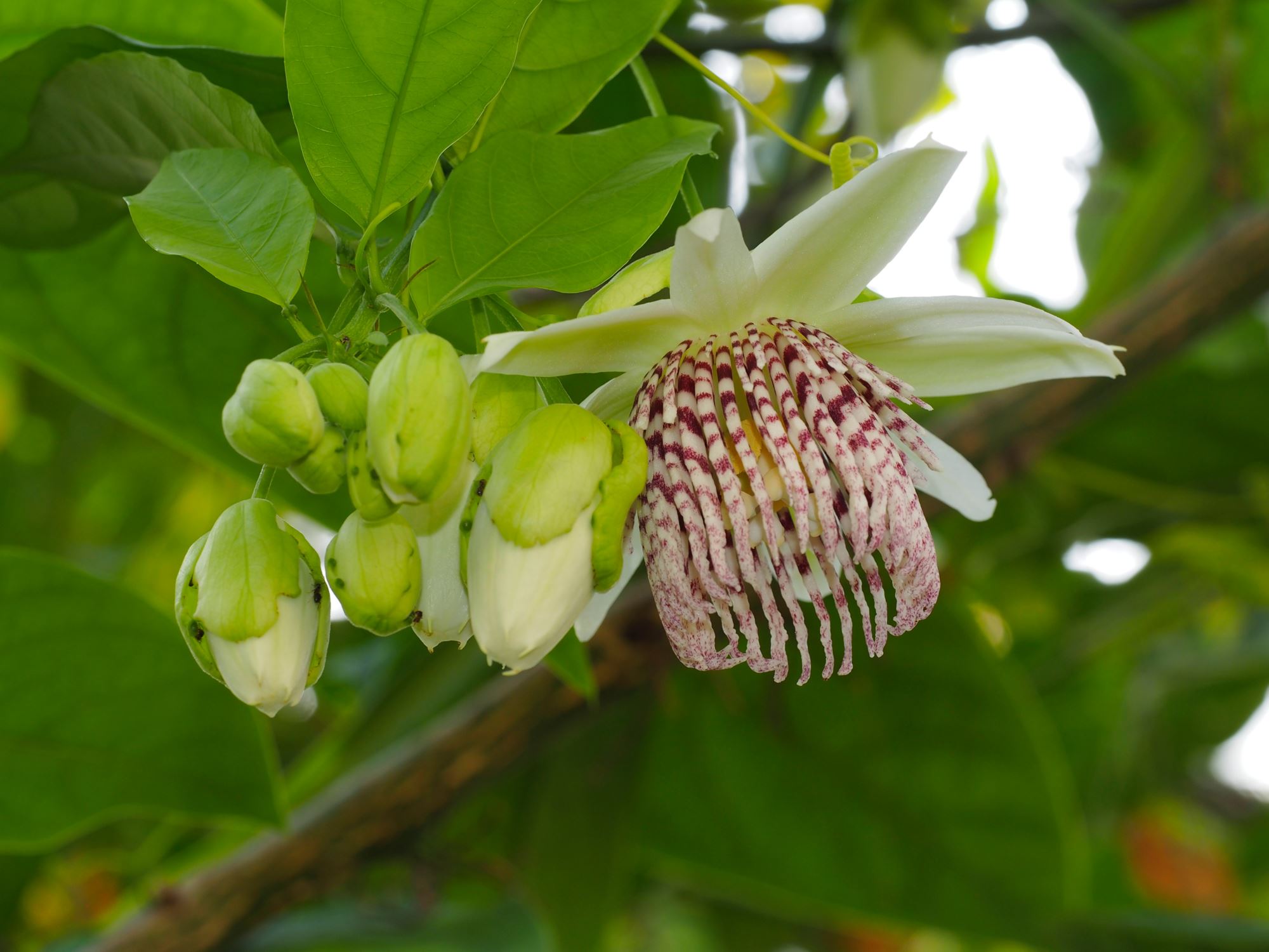 Image of Passiflora nigradenia