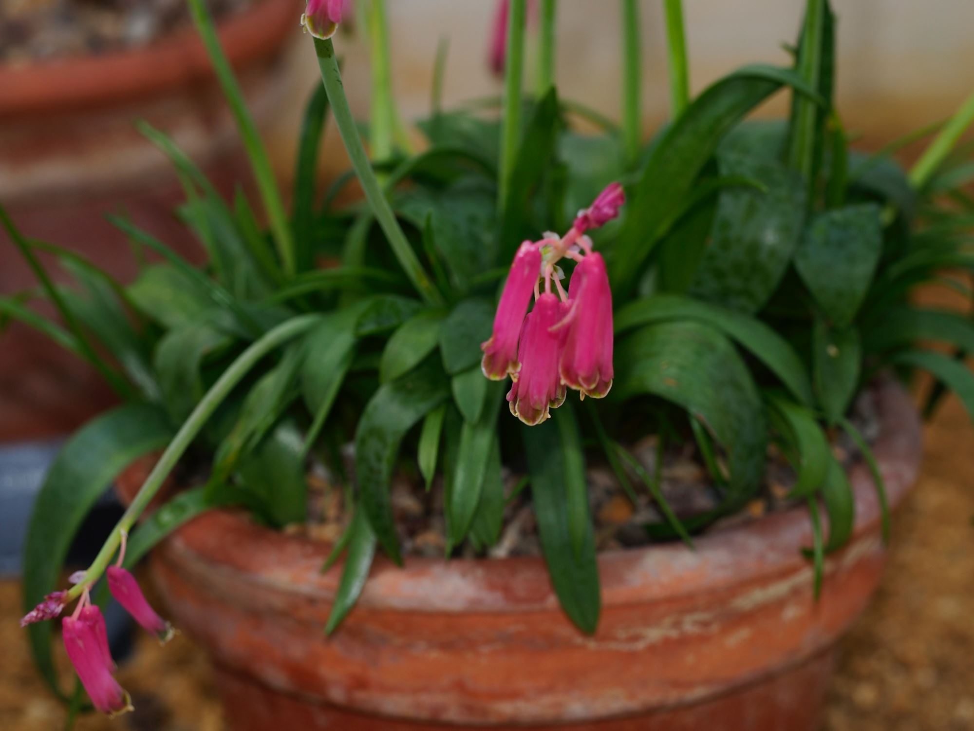 Image of Lachenalia bulbifera