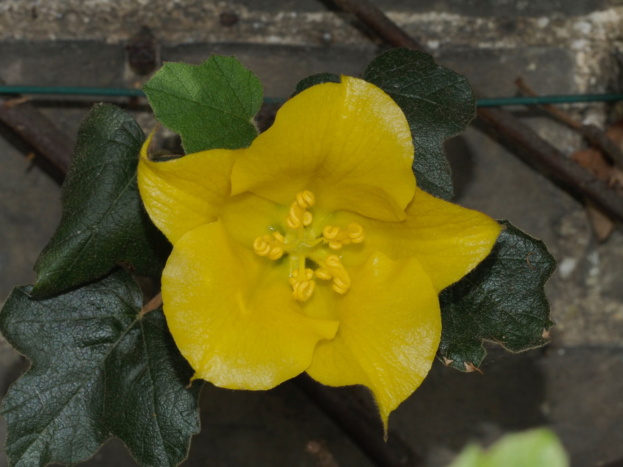 Image of Fremontodendron 'California Glory'