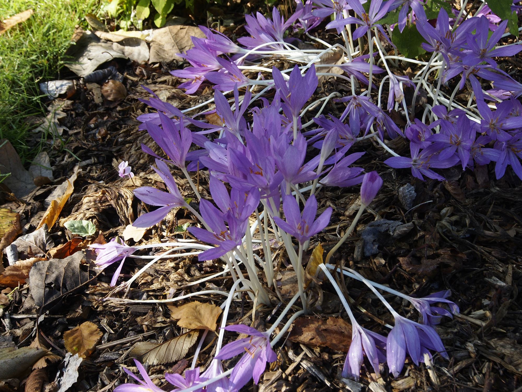 Image of Colchicum Ã— byzantinum
