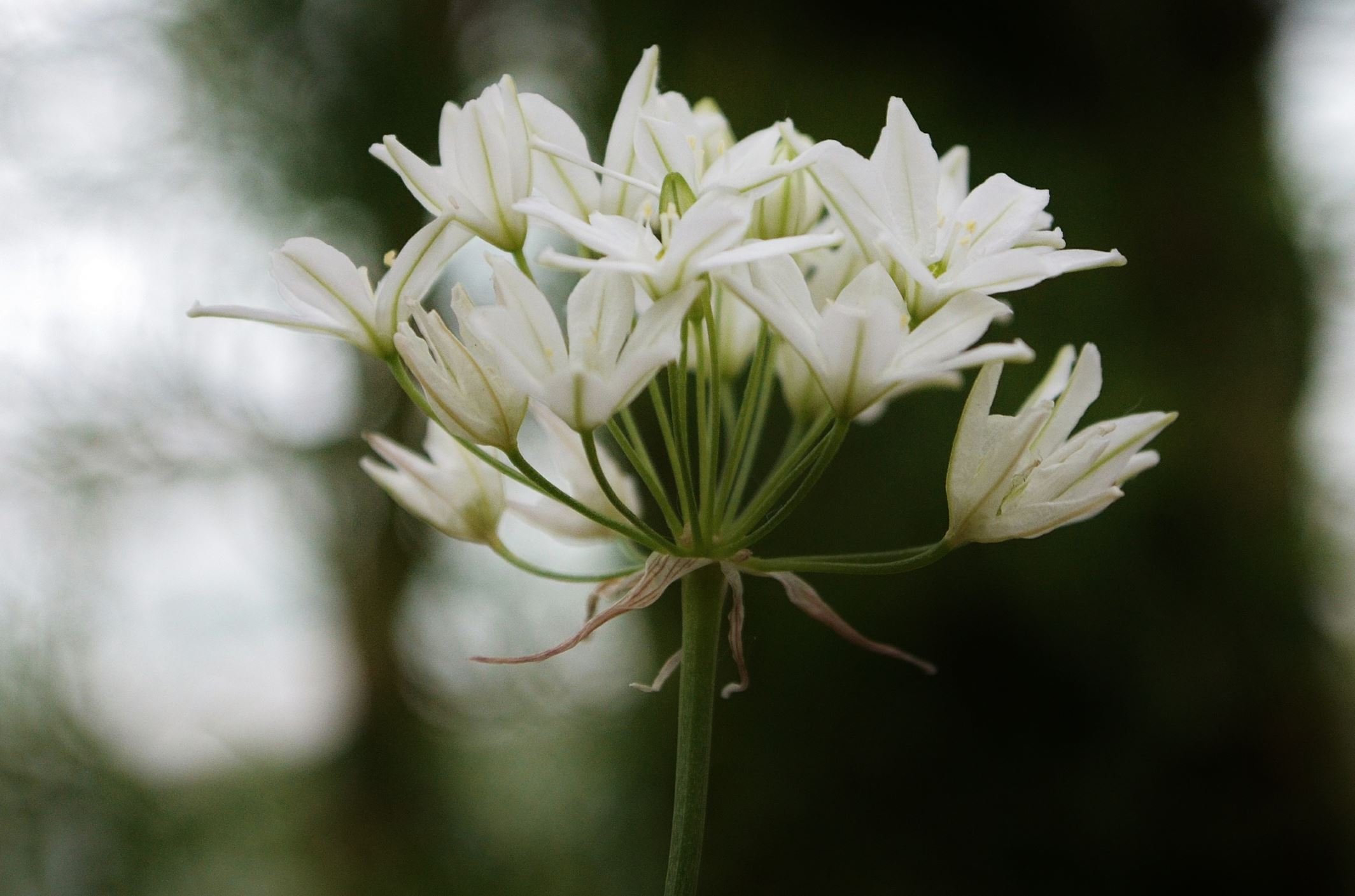 Image of Triteleia hyacinthina