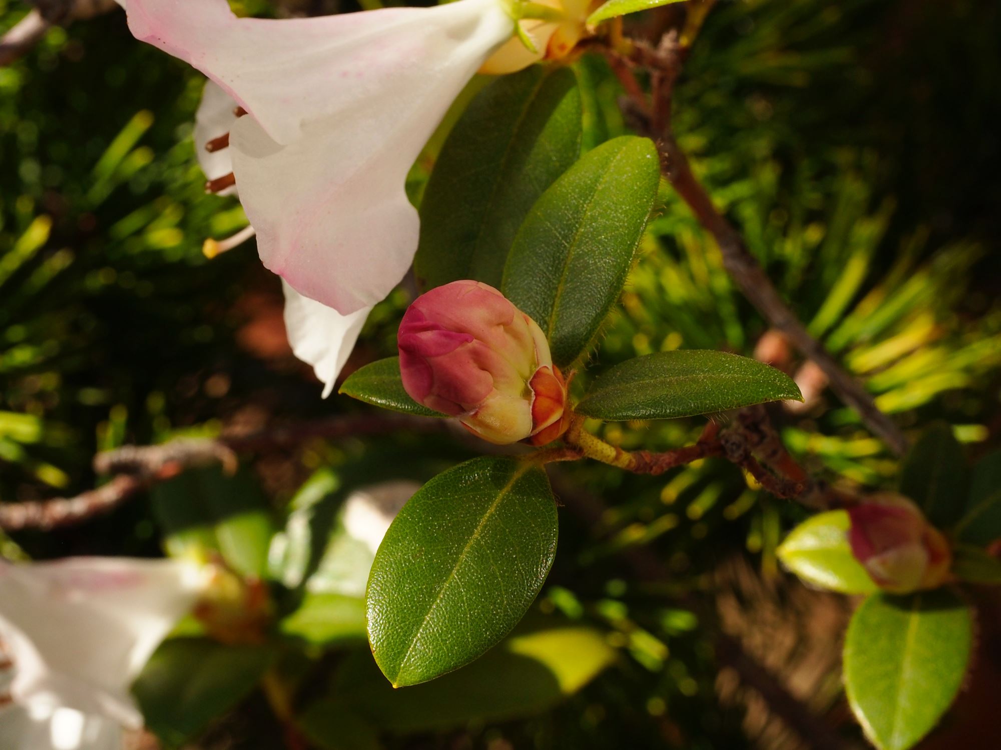 Image of Rhododendron ciliatum