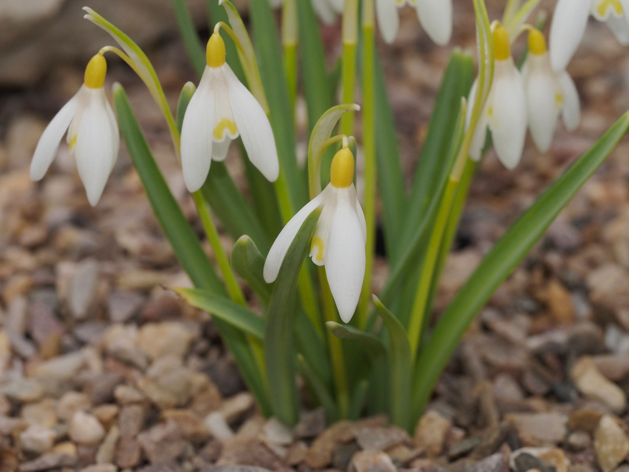 Image of Galanthus nivalis 'Sandersii'