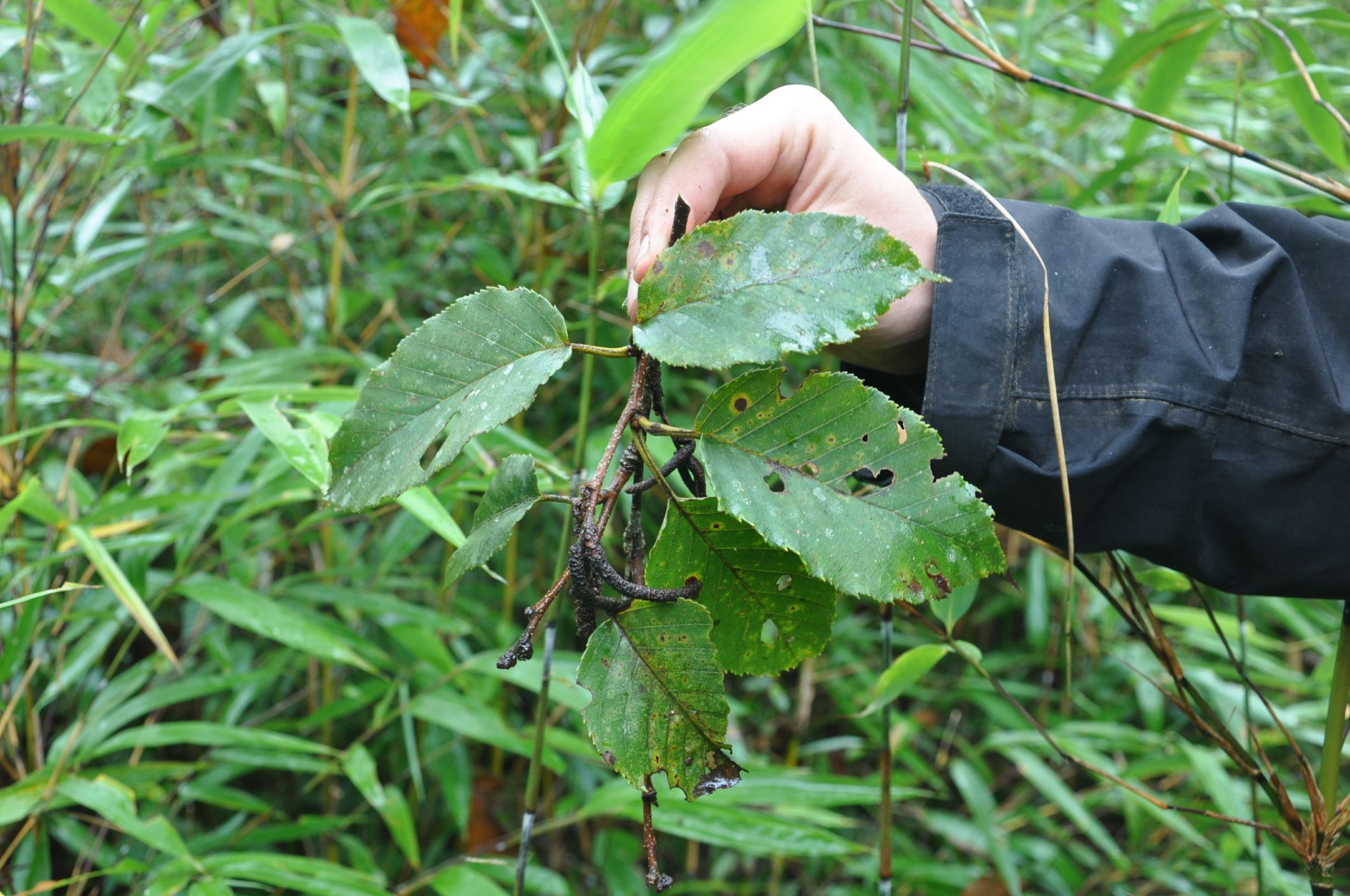 Image of Betula kweichowensis subsp. fansipanensis