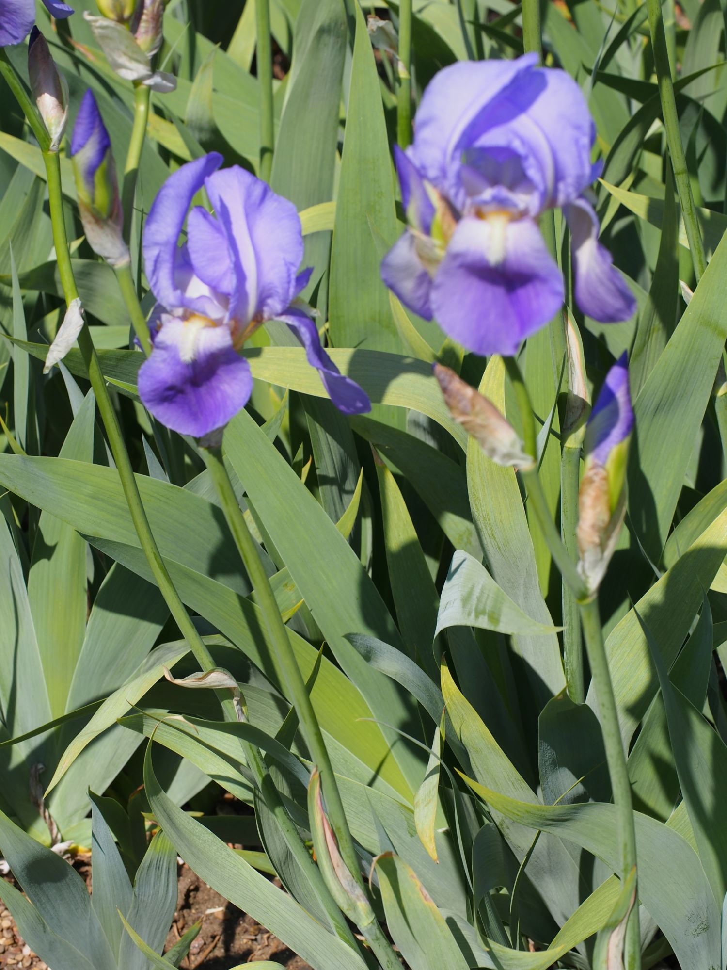 Image of Iris pallida