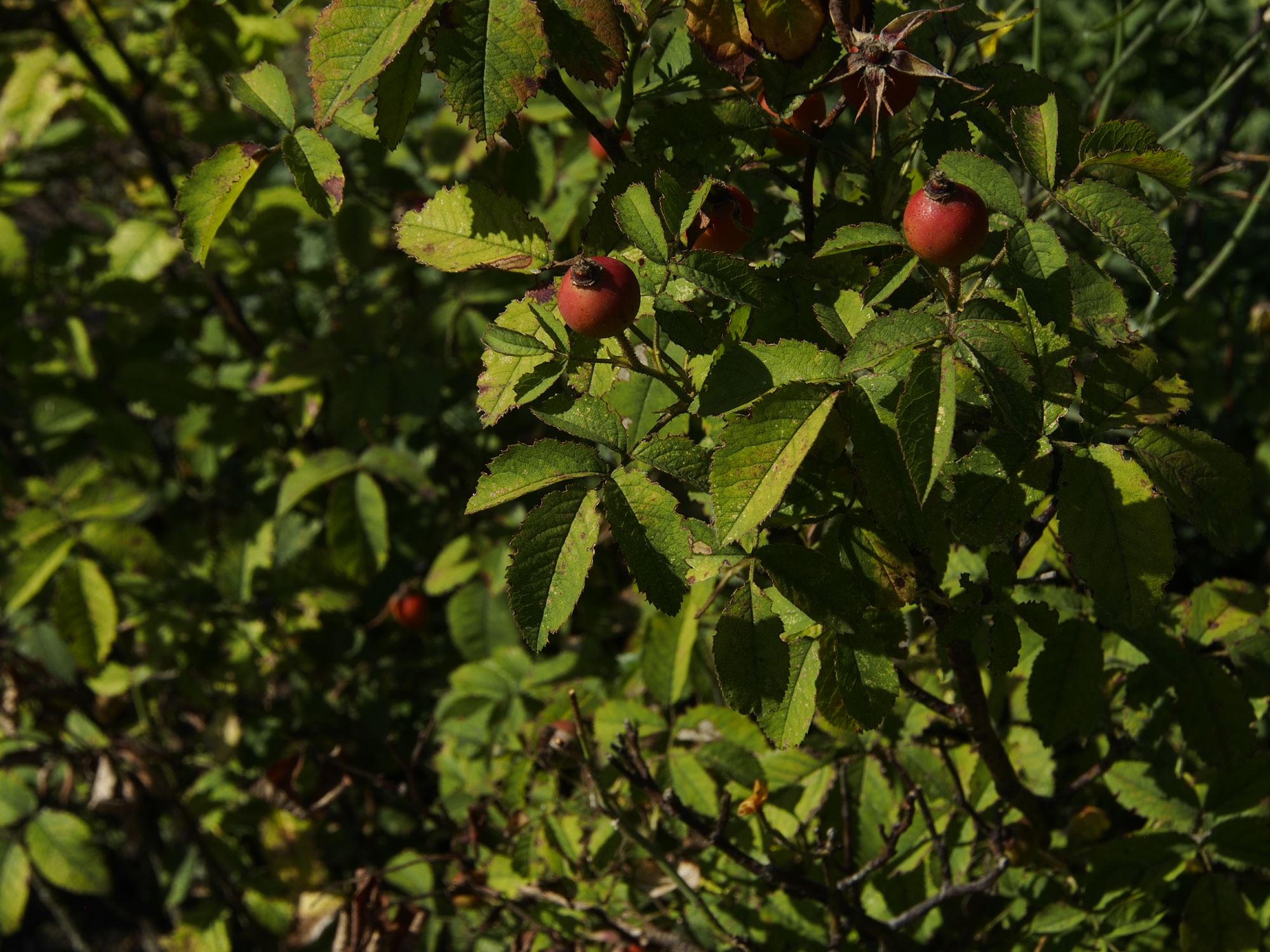 Image of Rosa gallica