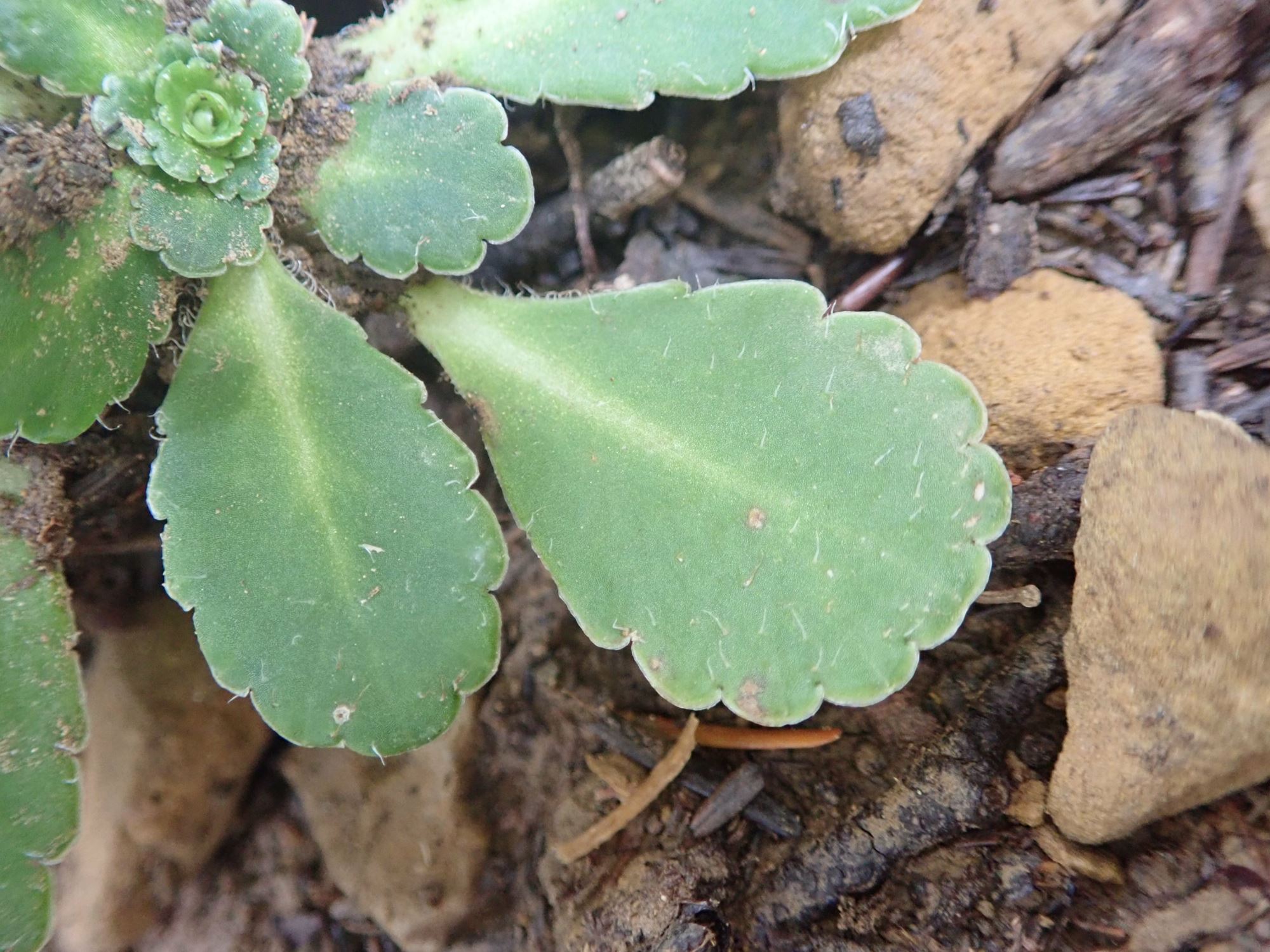 Image of Saxifraga umbrosa