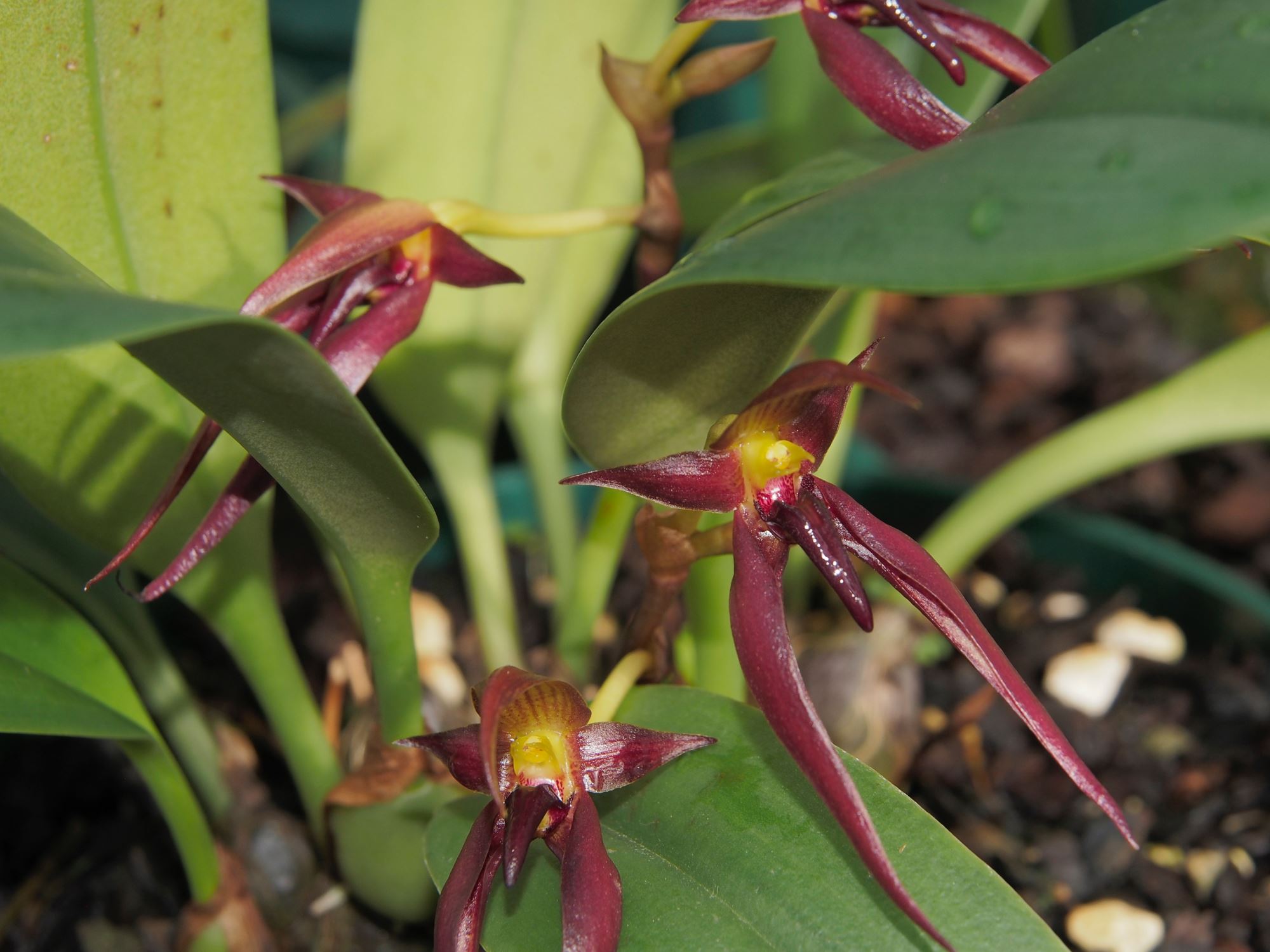 Image of Bulbophyllum mearnsii