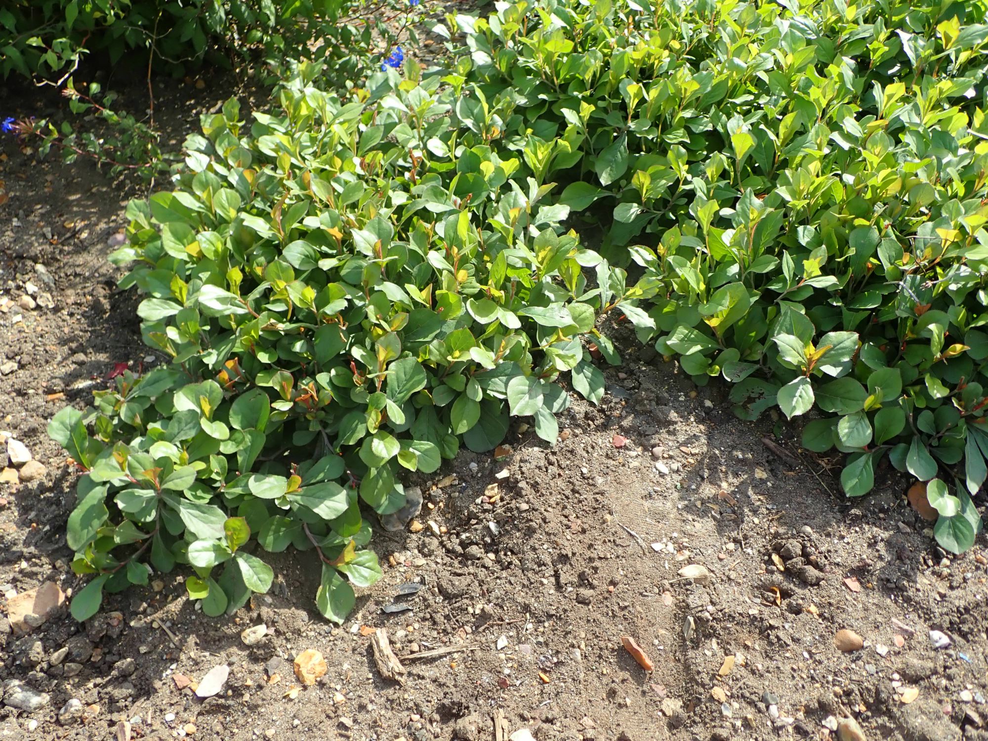 Image of Ceratostigma plumbaginoides
