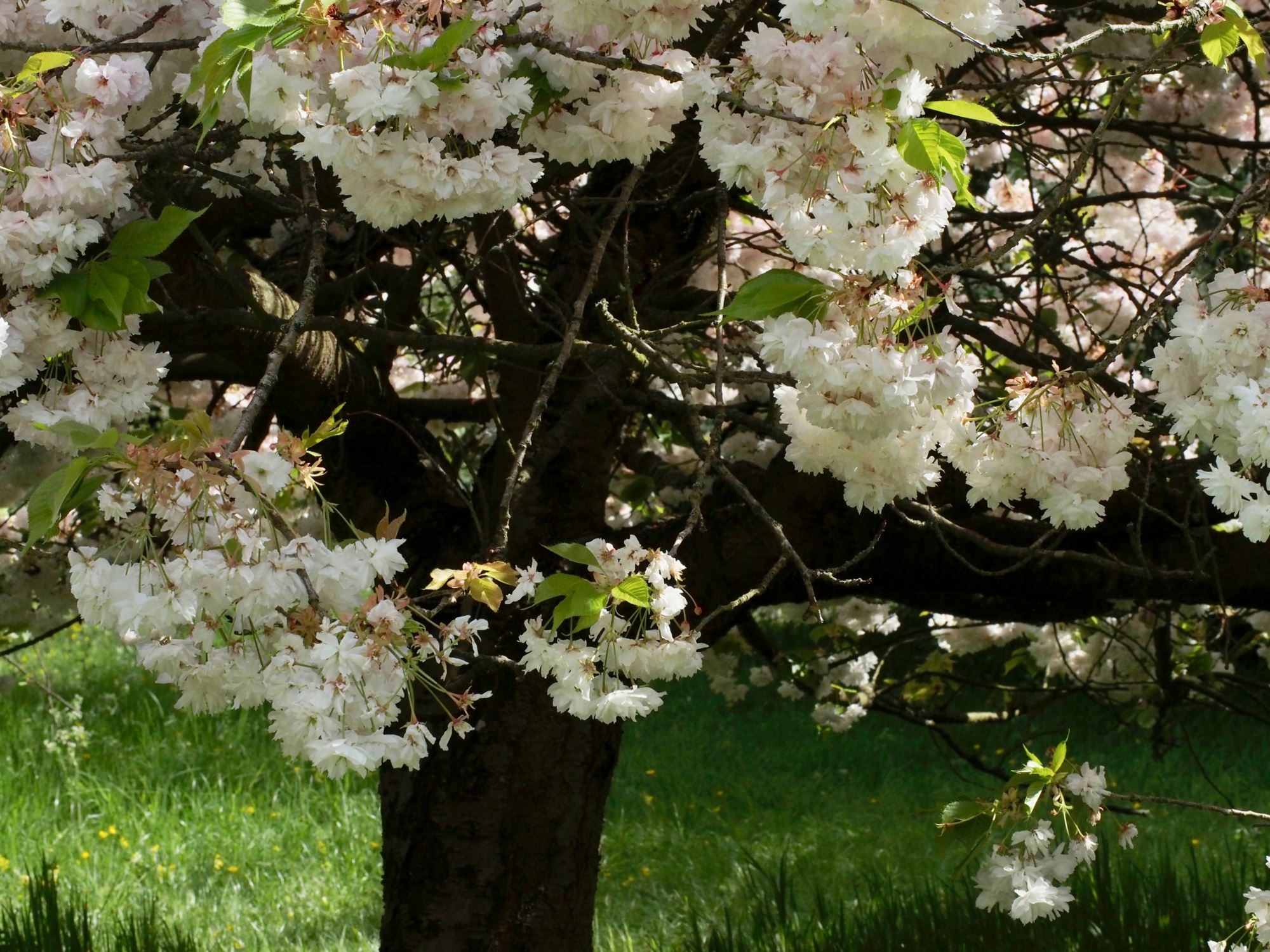 Image of Prunus 'Shogetsu'