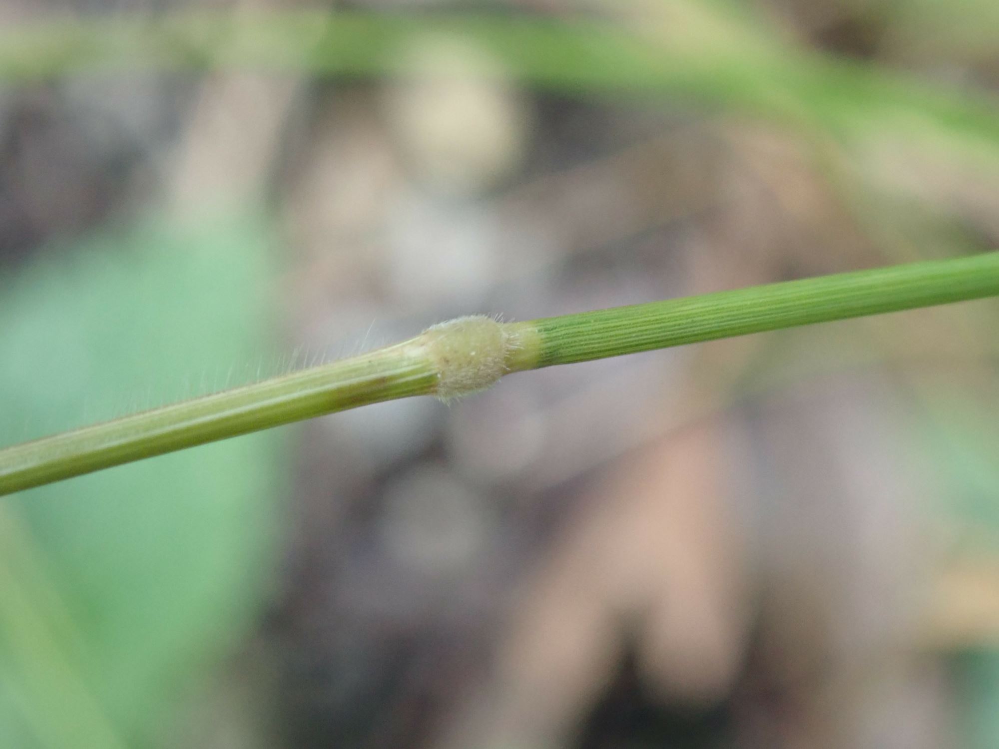 Image of Brachypodium sylvaticum