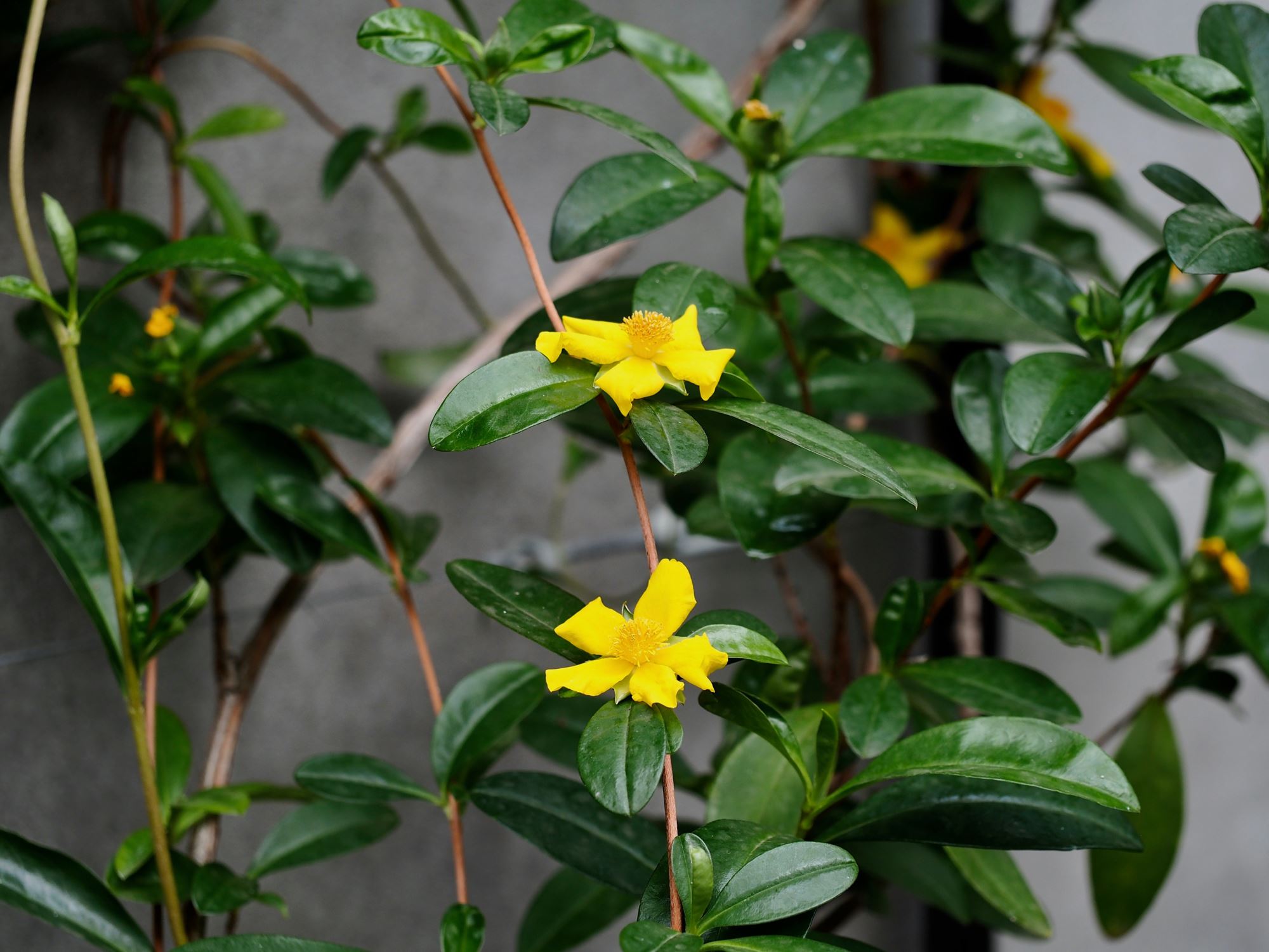 Image of Hibbertia scandens