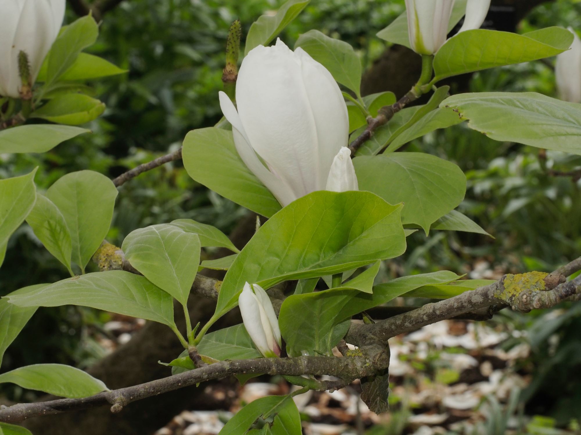 Image of Magnolia Ã— soulangeana 'Brozzonii'
