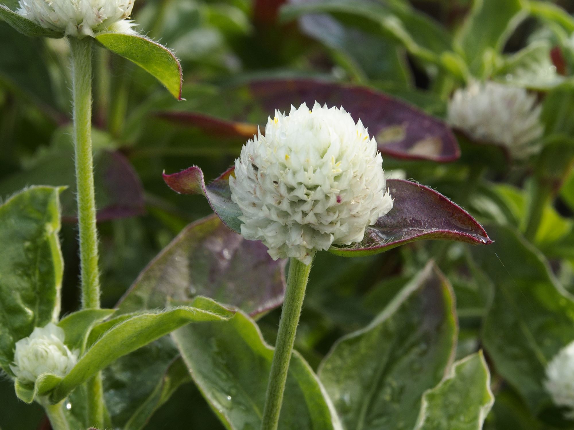 Image of Gomphrena globosa
