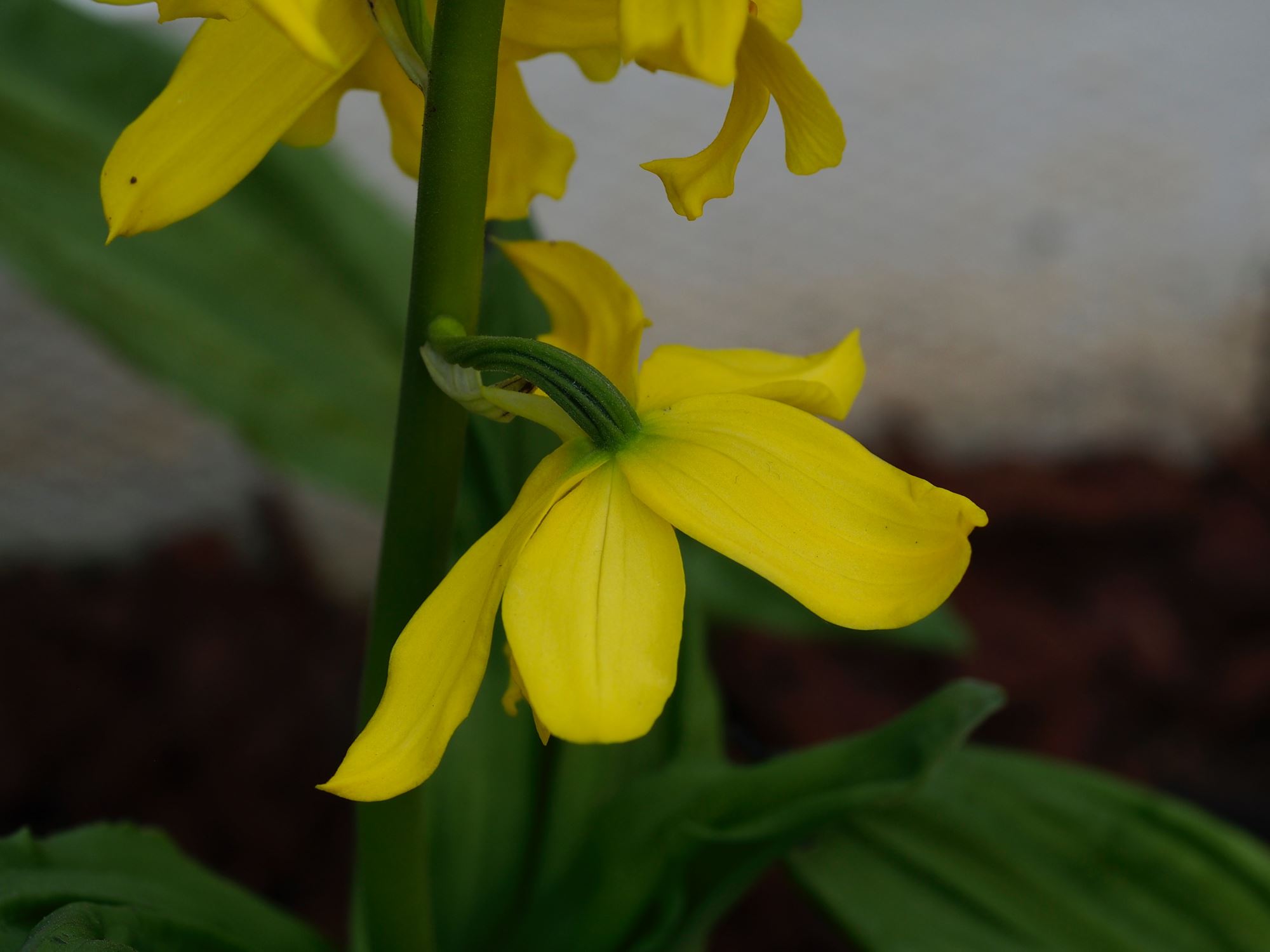 Image of Calanthe striata