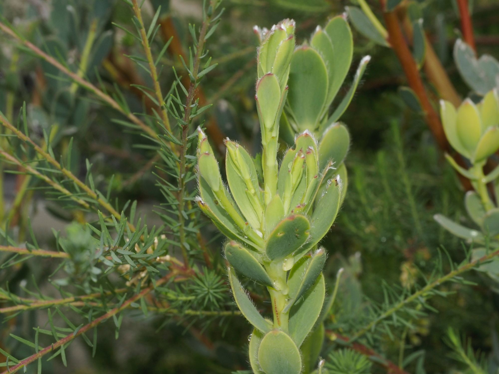 Image of Leucadendron discolor