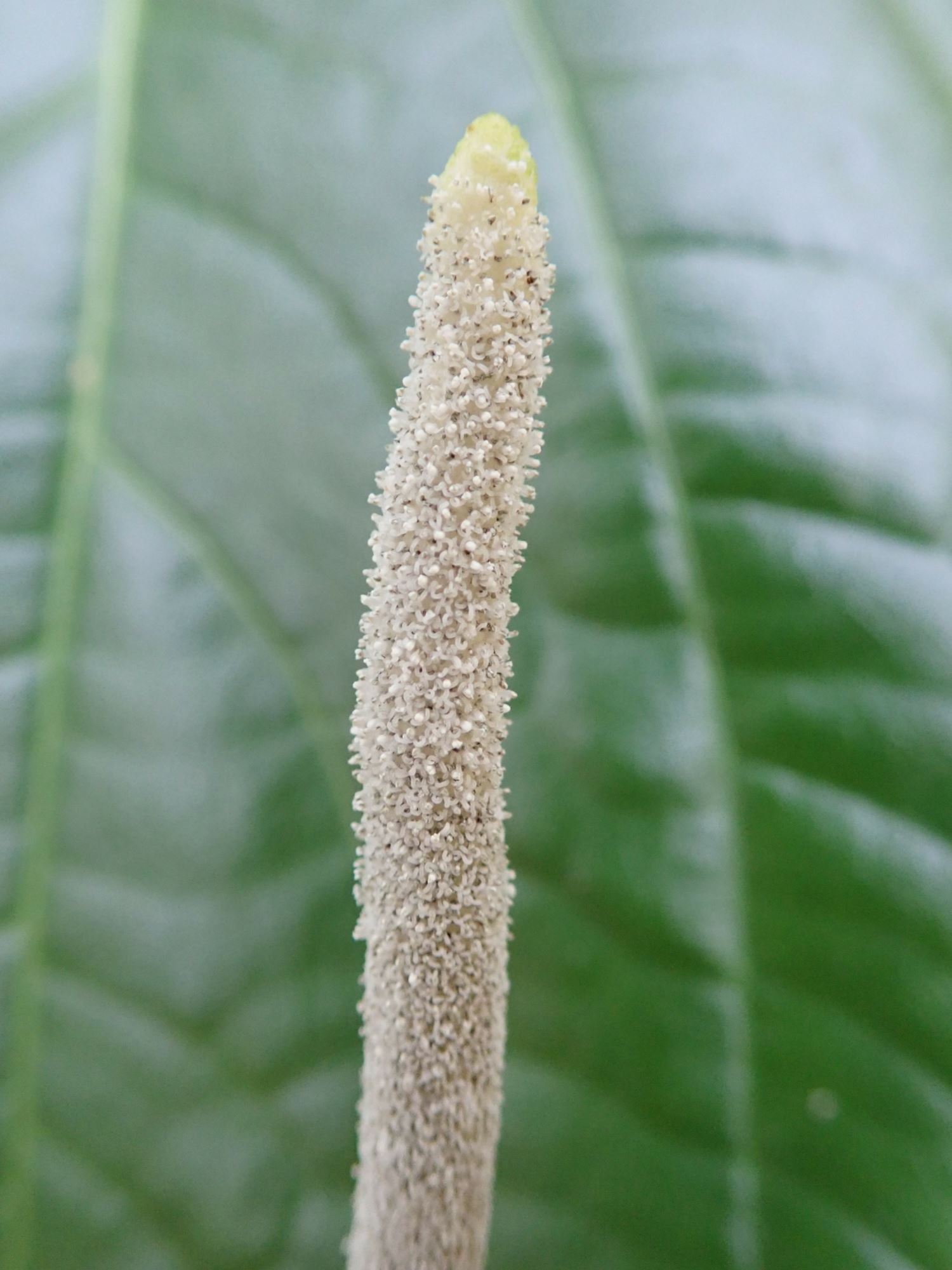 Image of Piper auritum