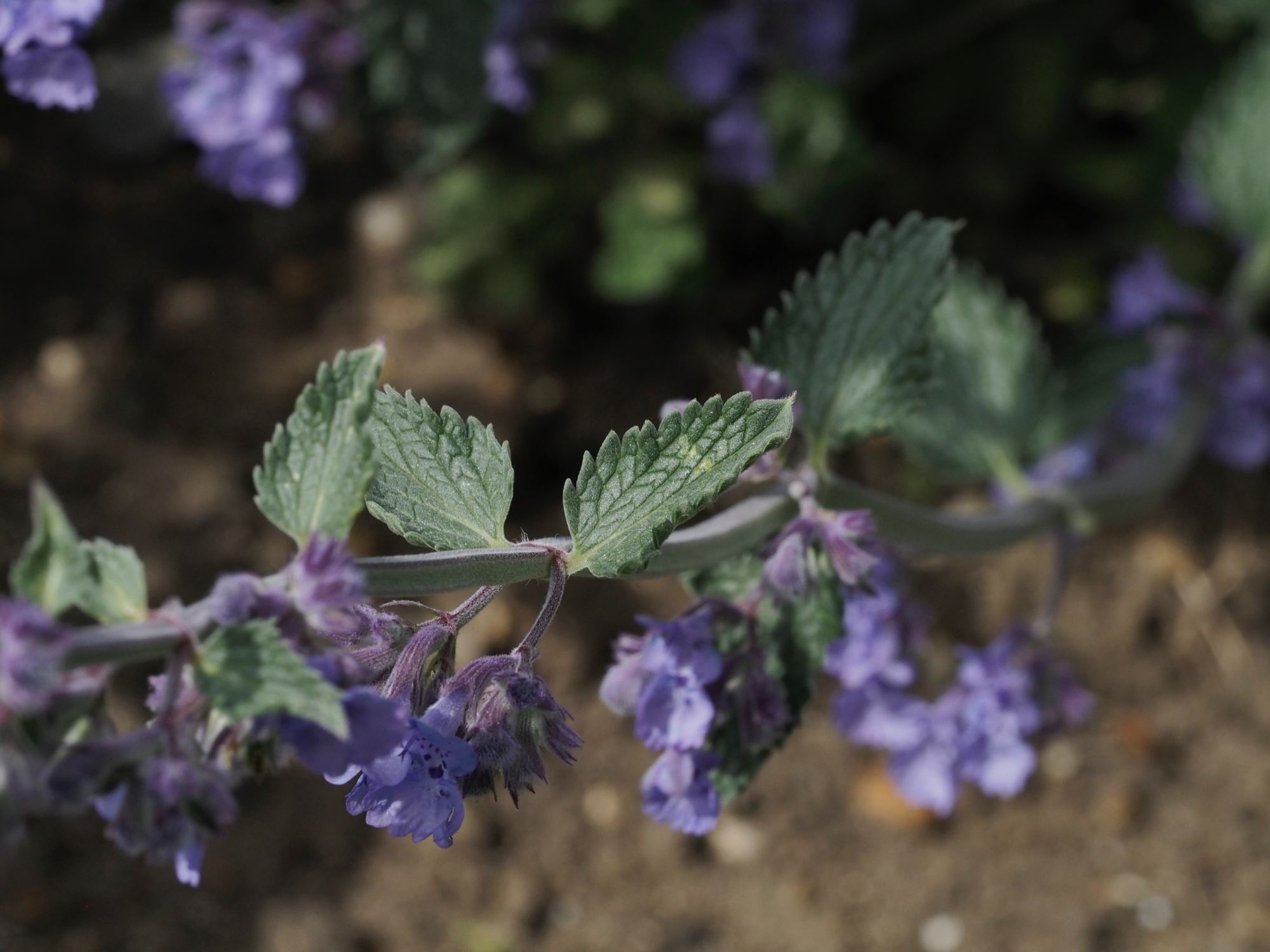 Image of Nepeta racemosa 'Walker's Low'