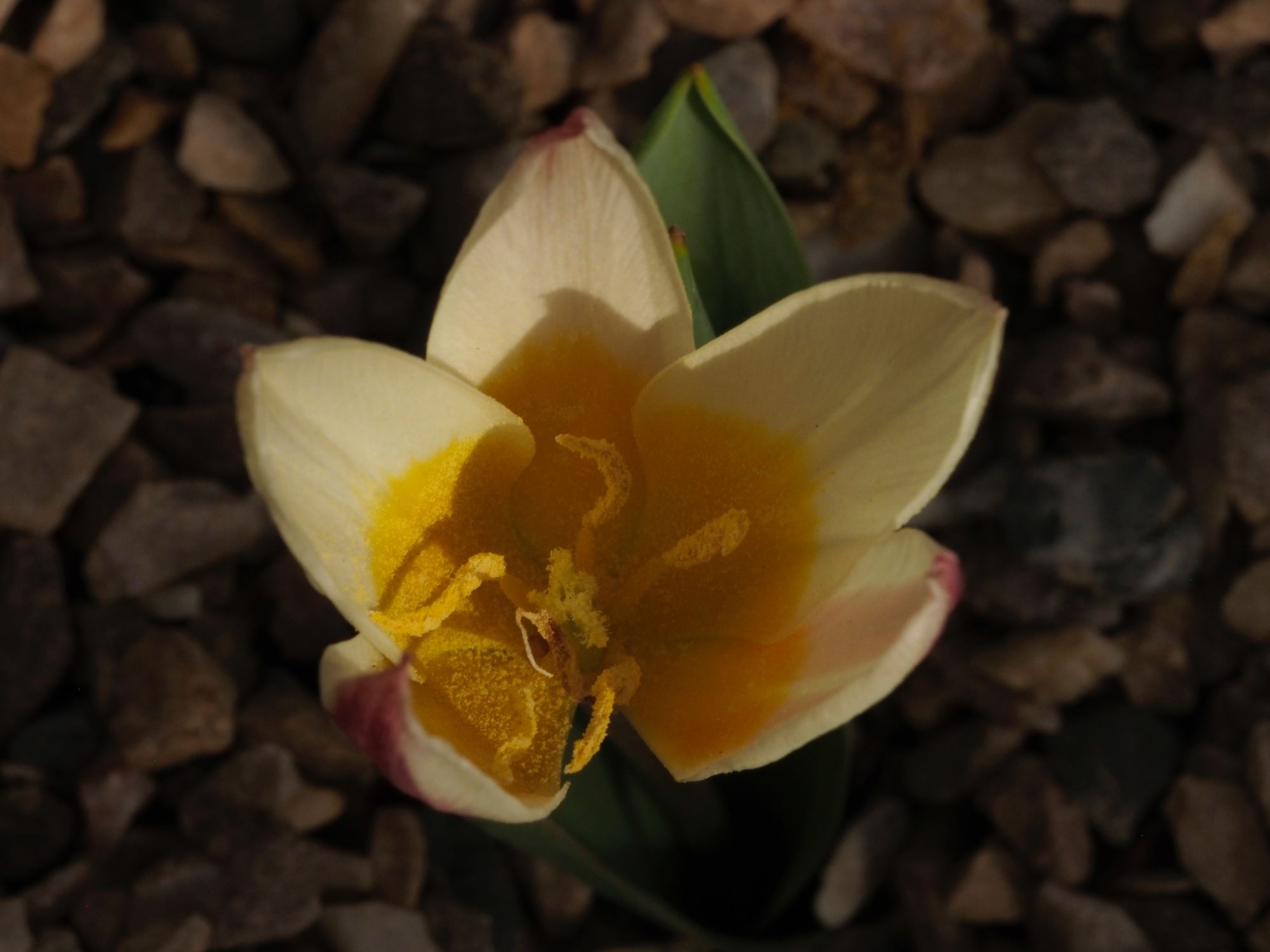 Image of Tulipa kaufmanniana