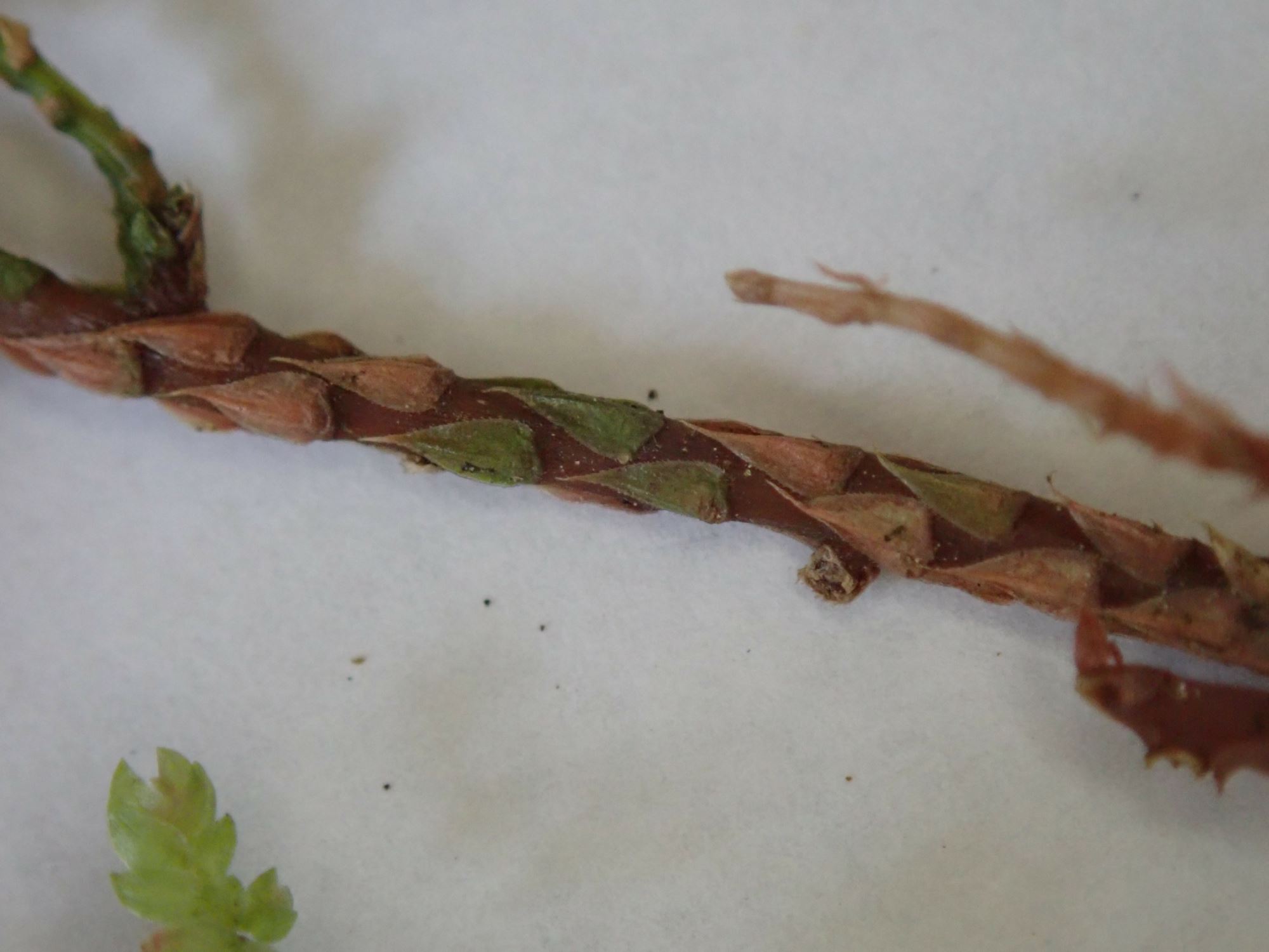 Image of Selaginella erythropus