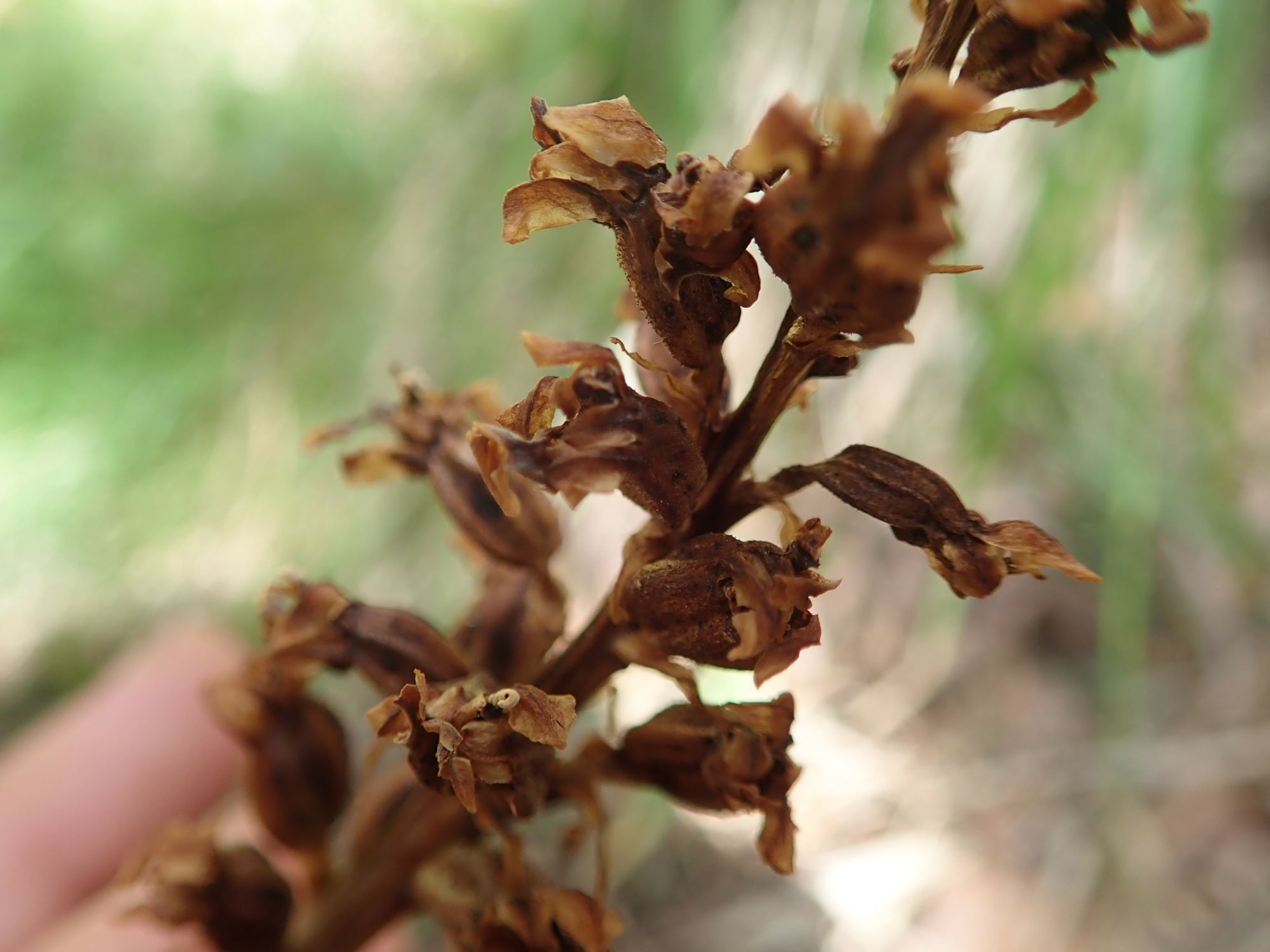 Image of Orobanche sp.