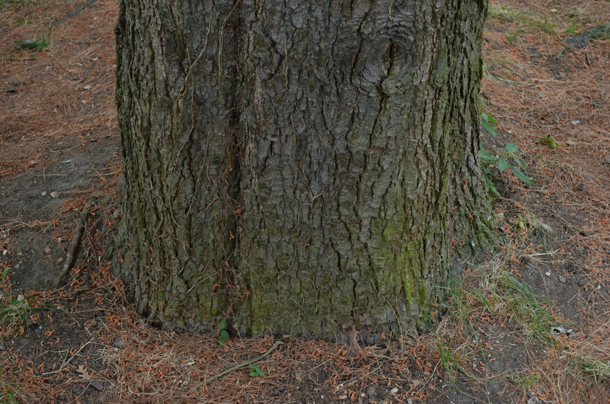 Image of Pinus Ã— holfordiana