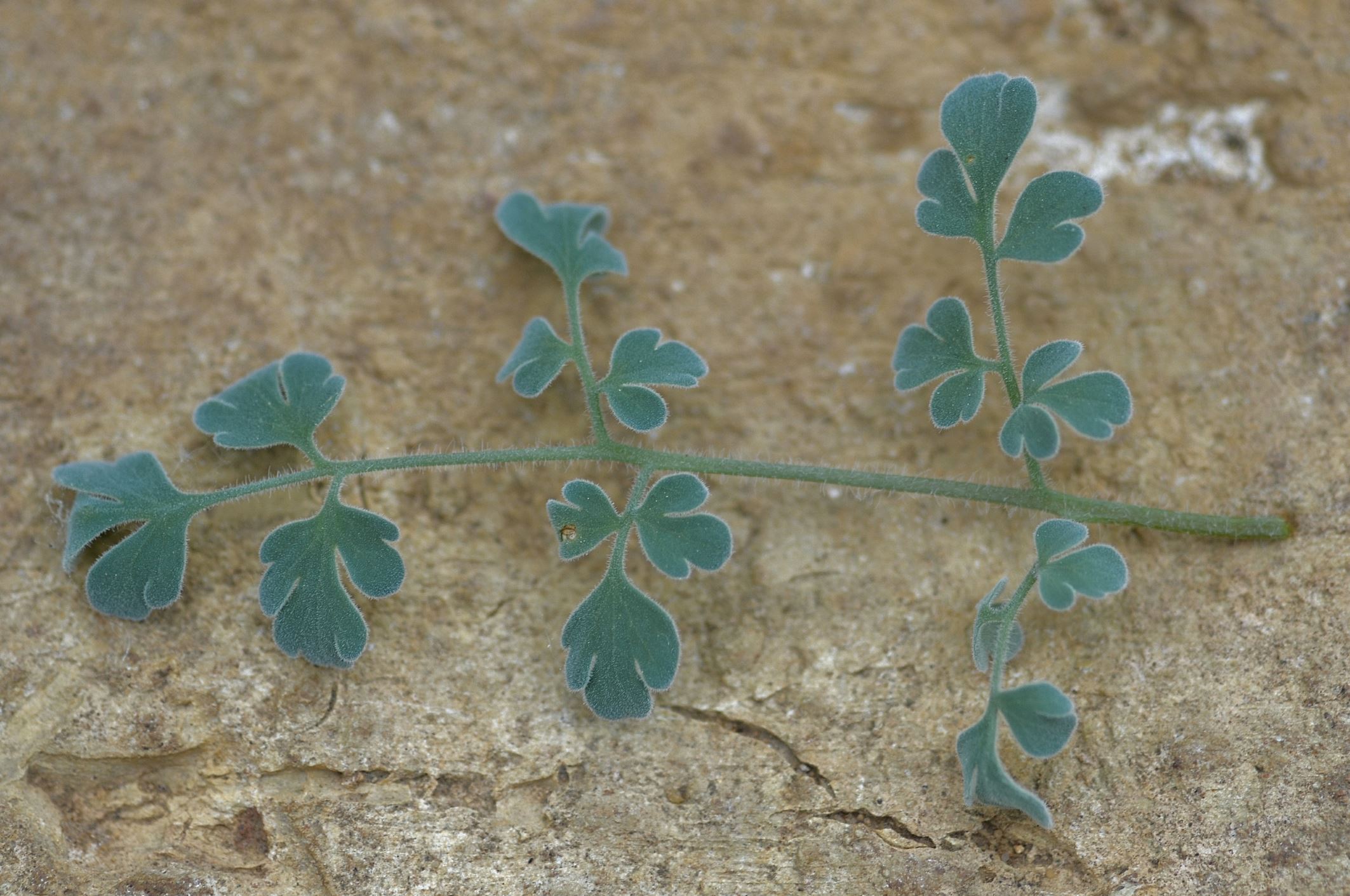 Image of Corydalis tomentella